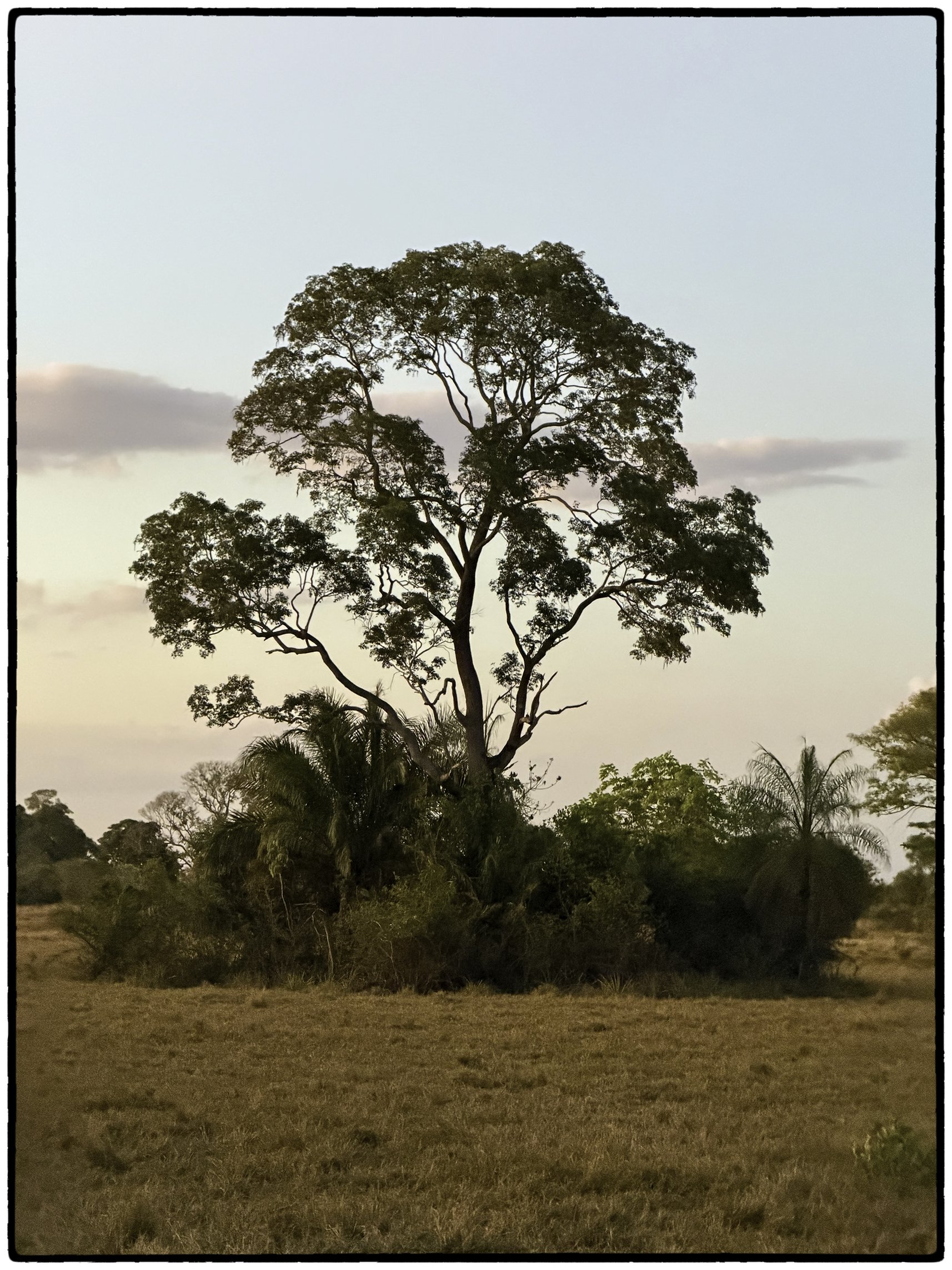 Scenes from the Pantanal  3