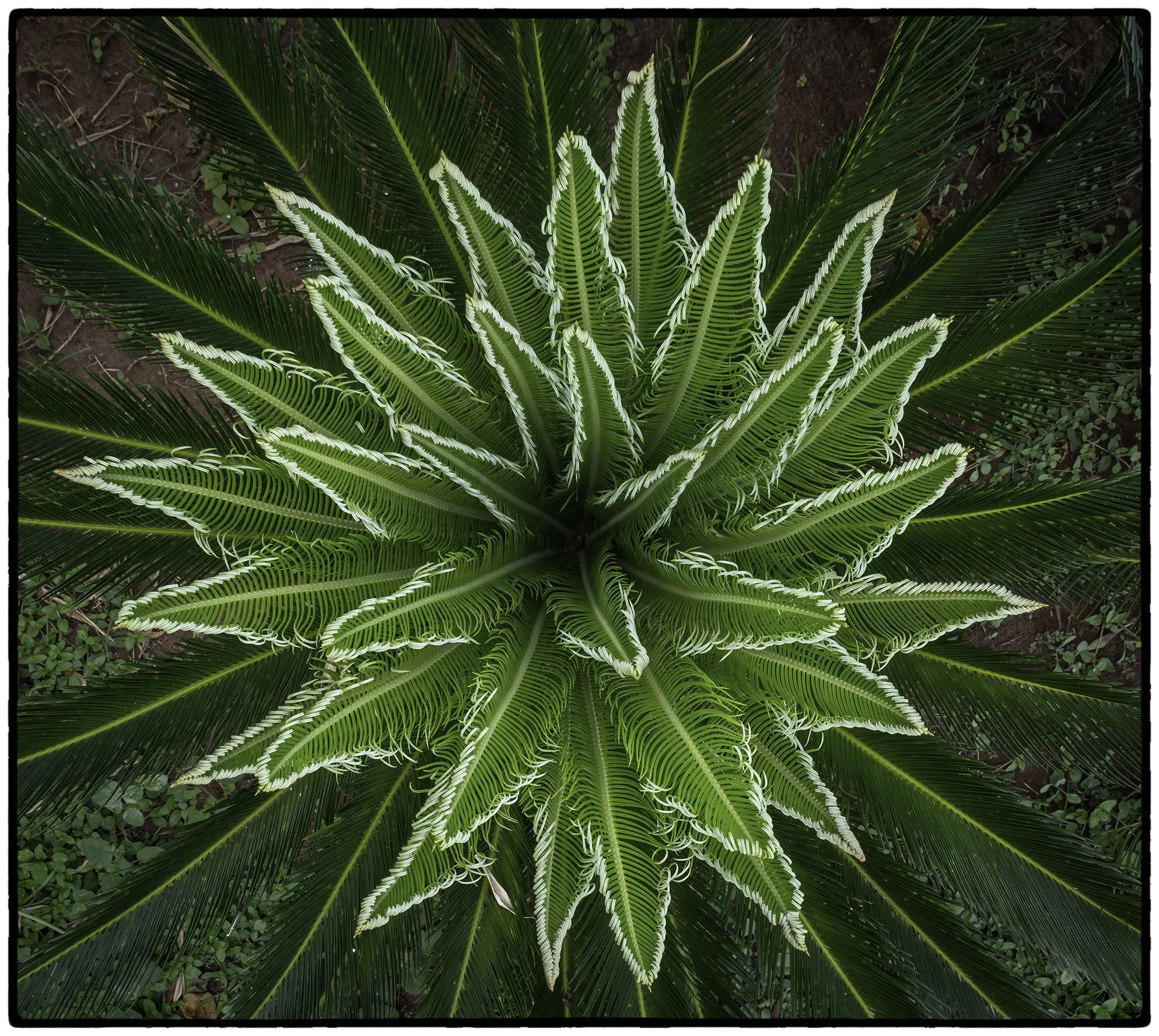 Vegetation