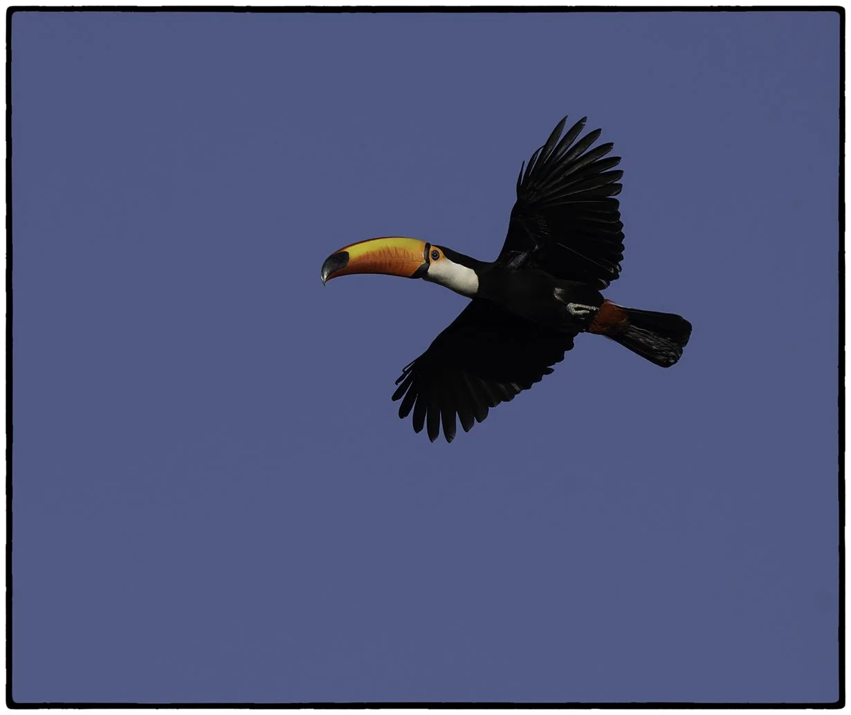 Toco Toucan 3
