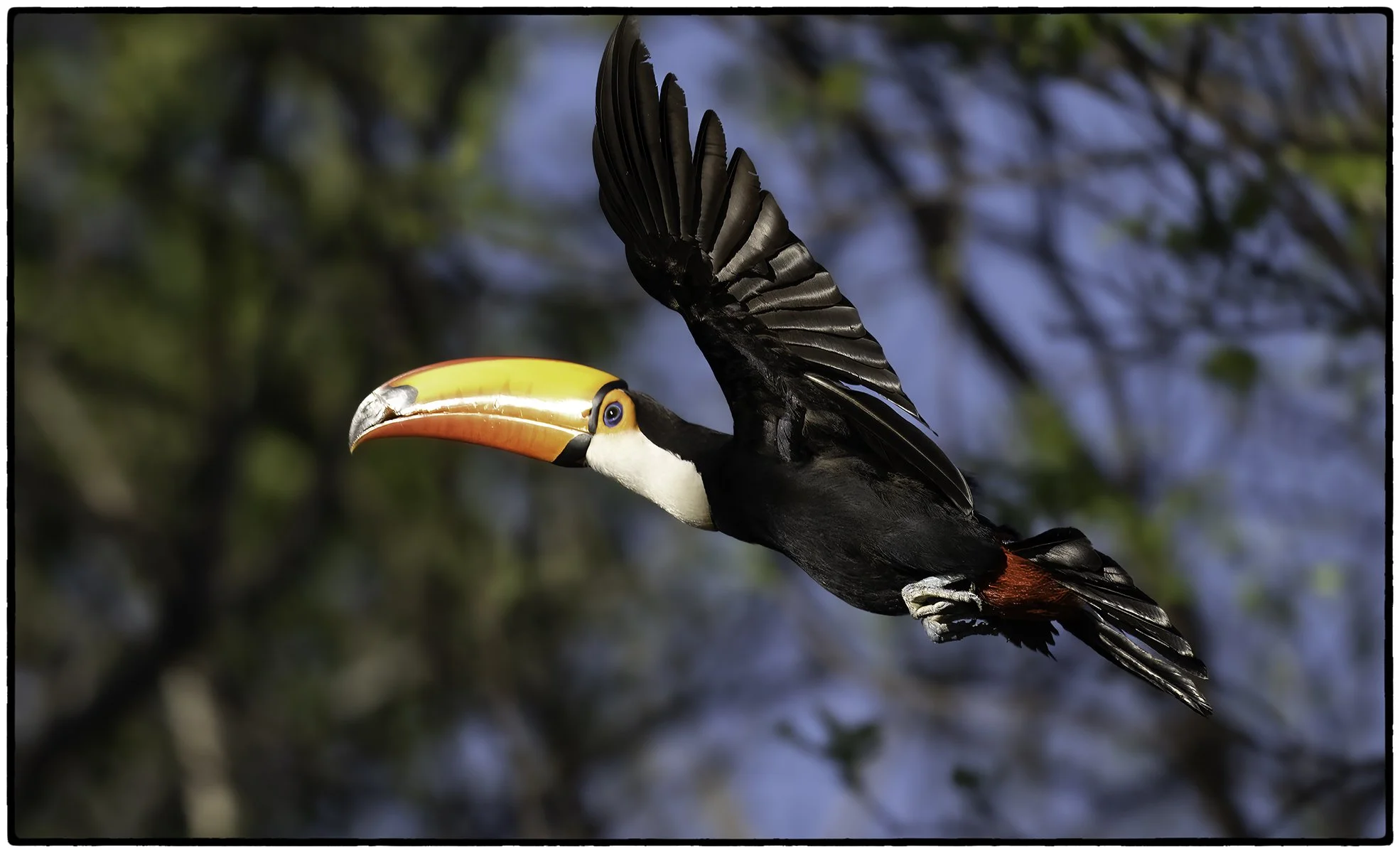 Toco Toucan 2