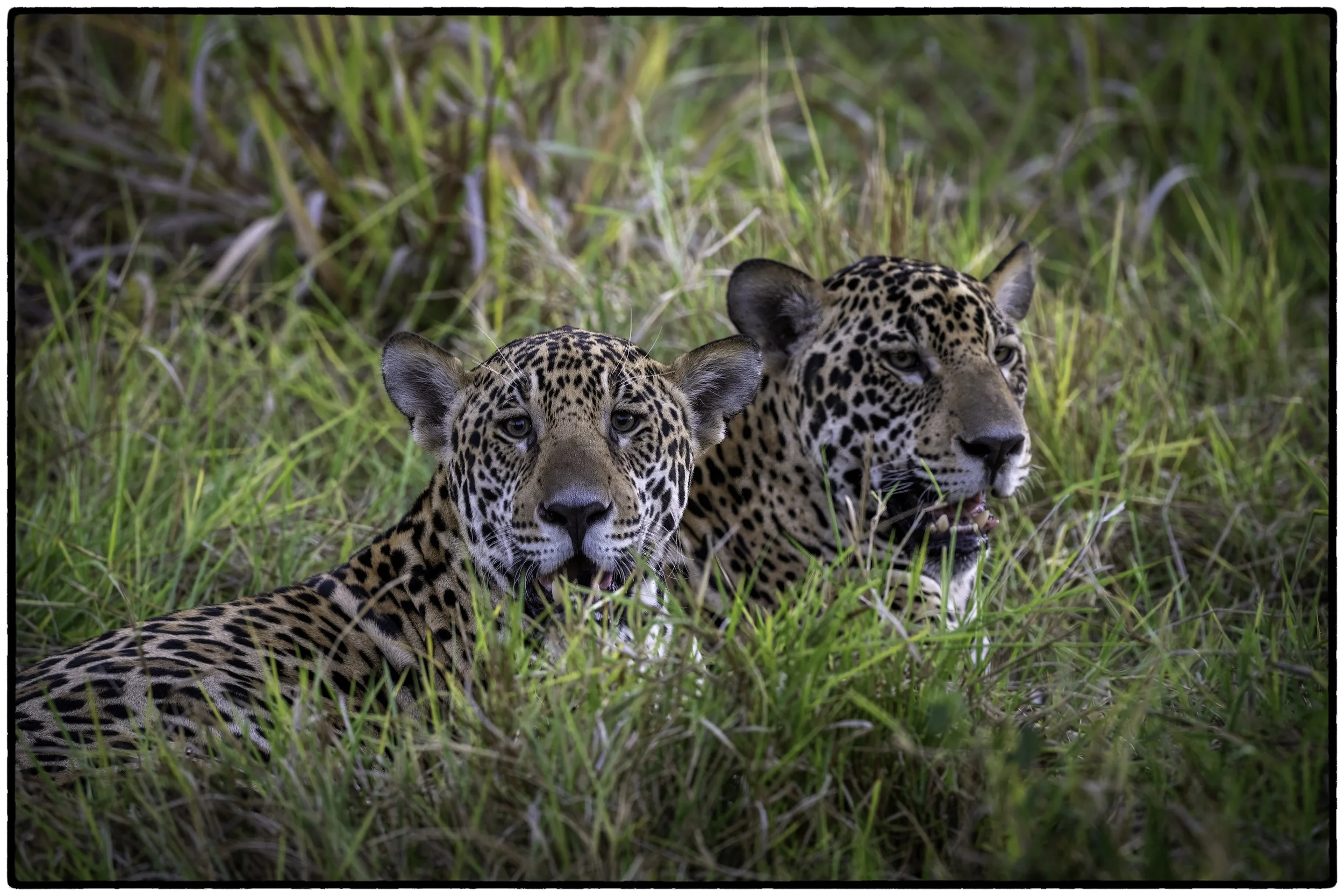 Kids at rest
