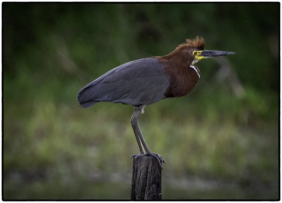 Rufescent Tiger Heron