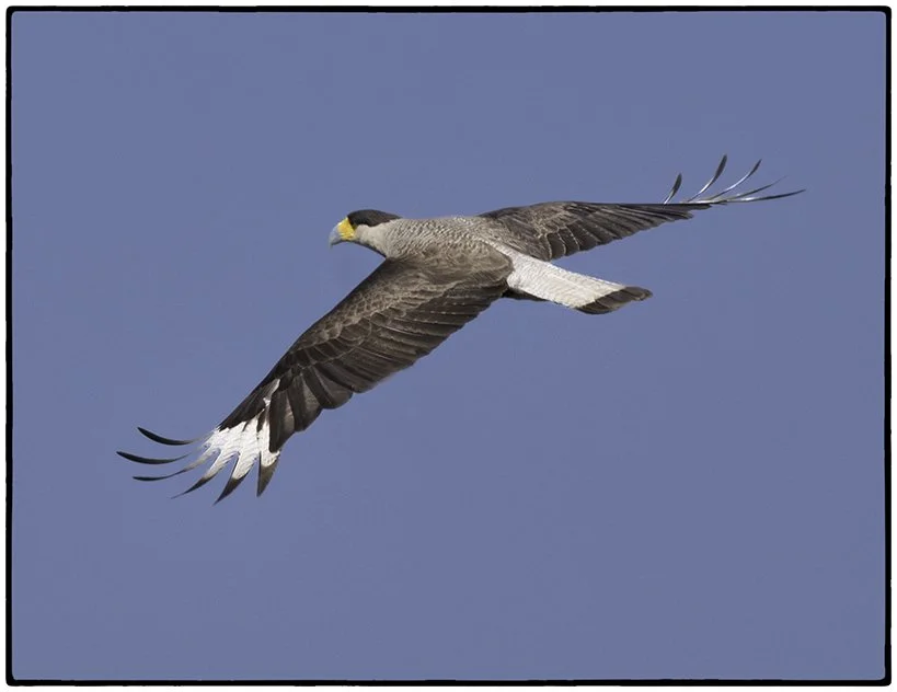 Southern Crested Caracara