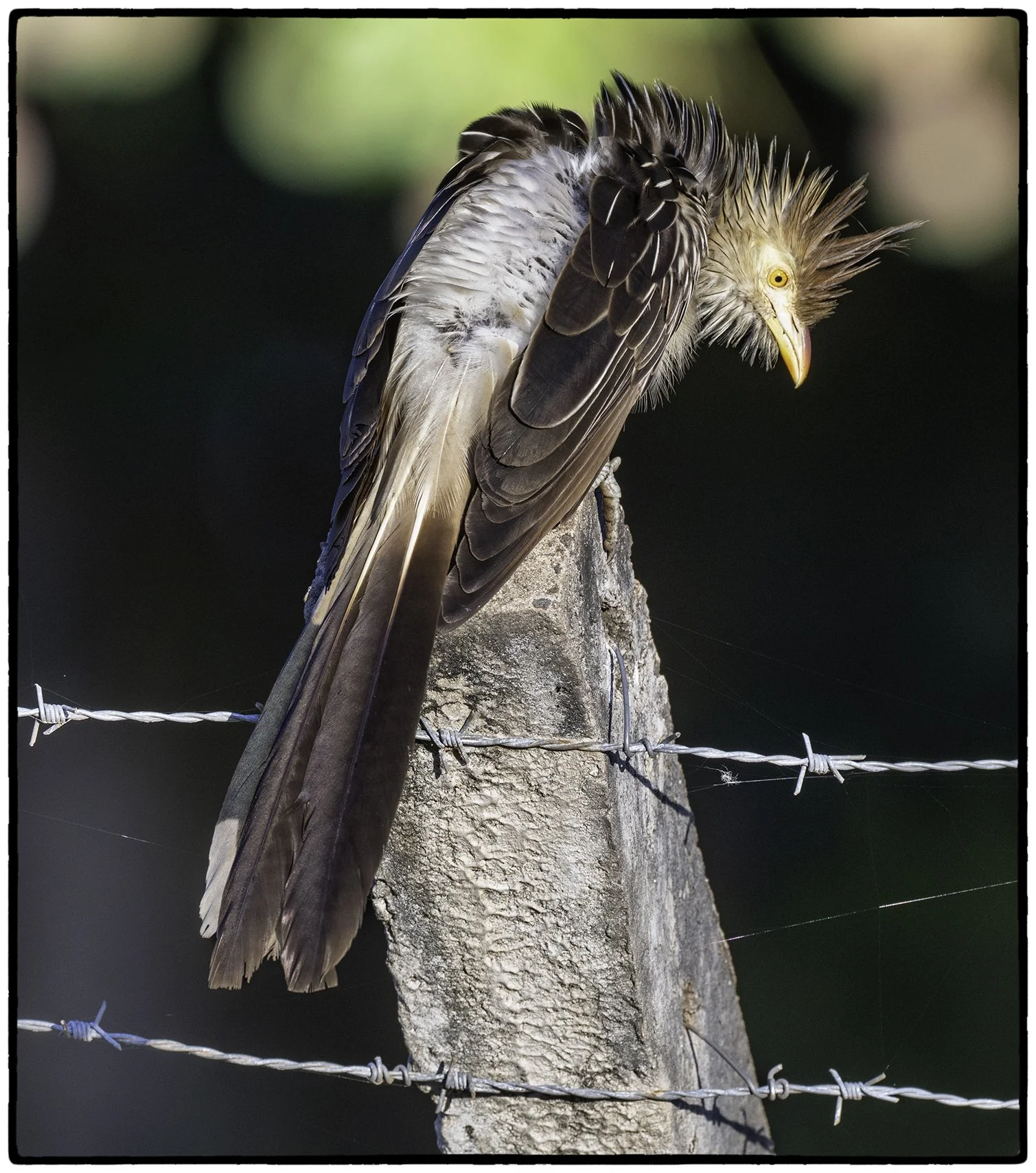 Guira Cuckoo
