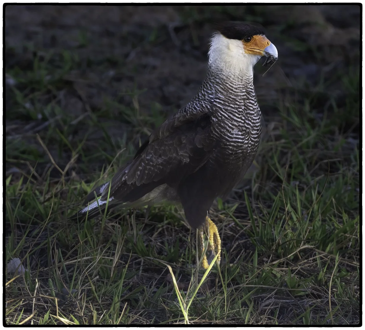 Southern Crested Caracara