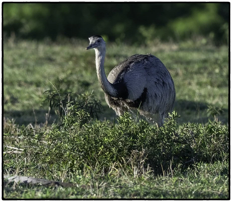 Greater Rhea
