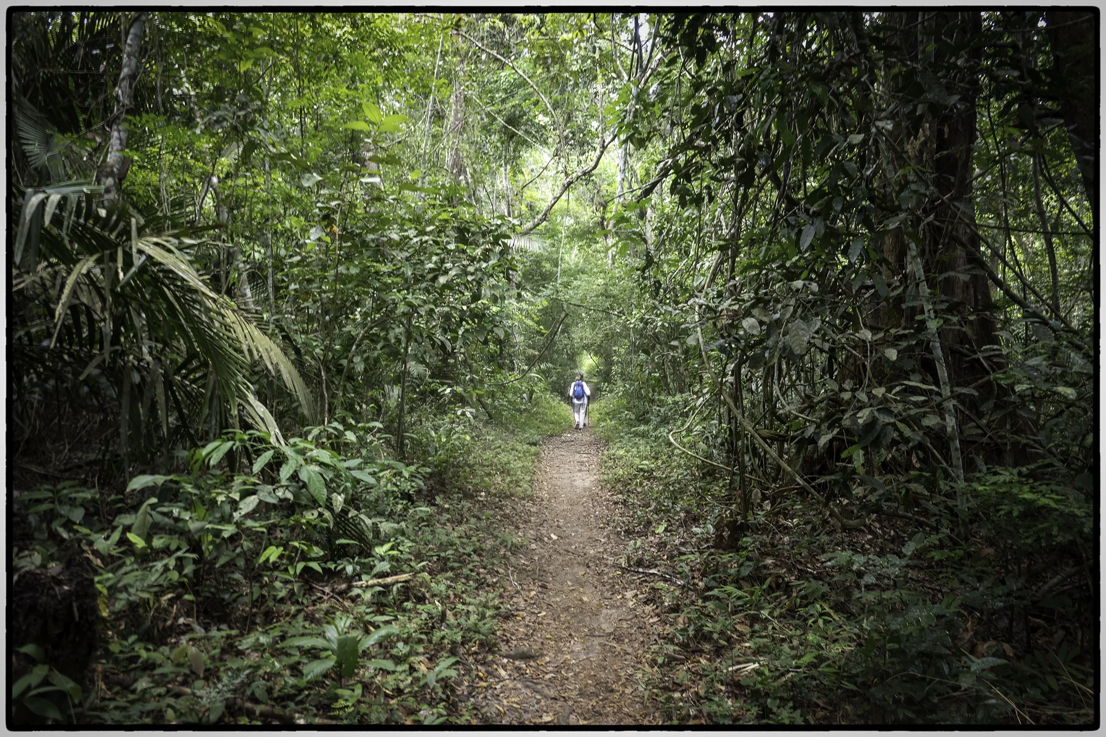 Jungle trail