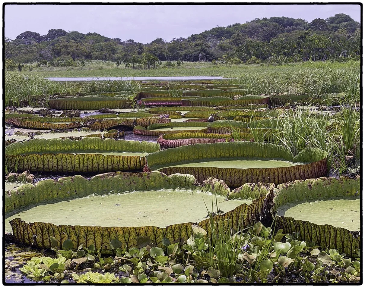 Lily pads