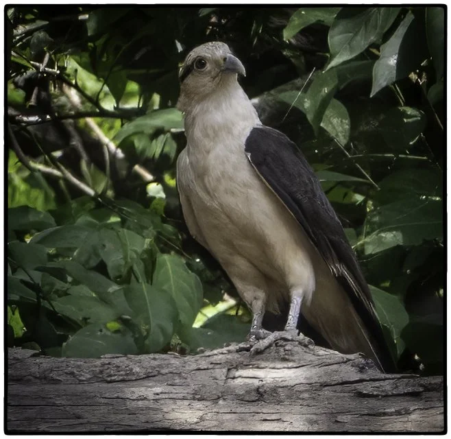 Yellow-headed Caracara