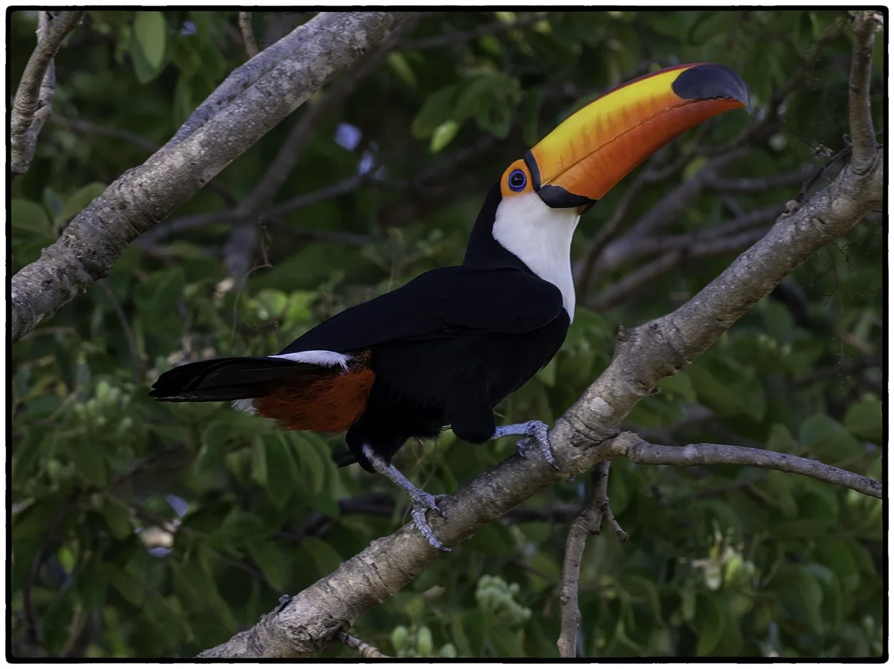 Toto Toucan