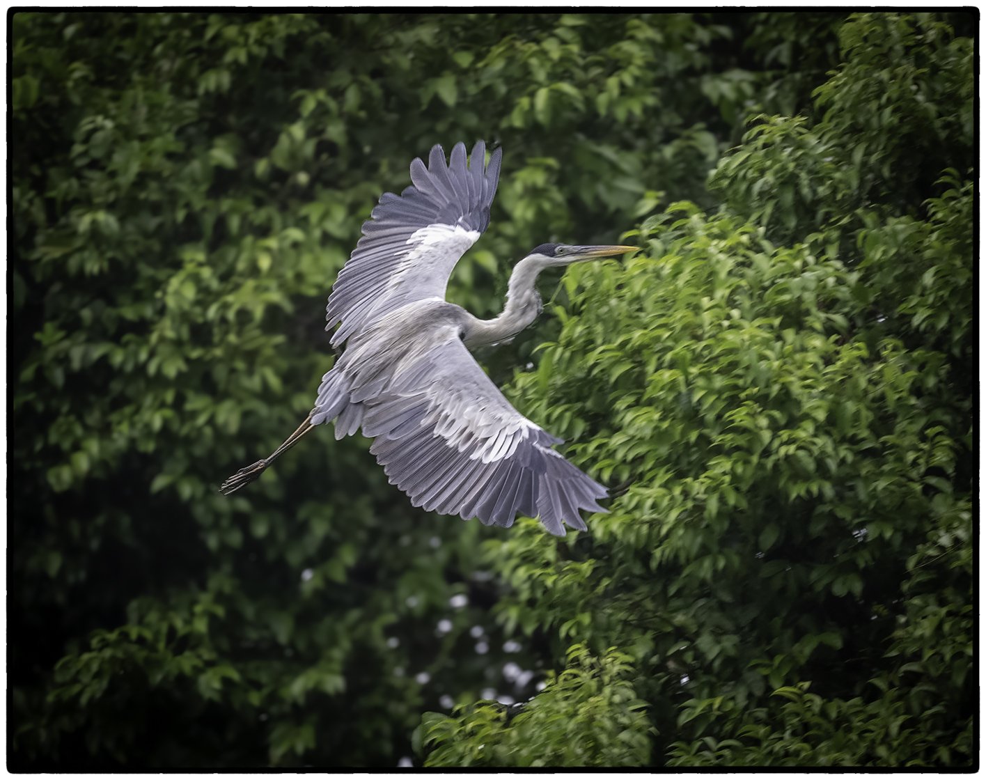 Heron