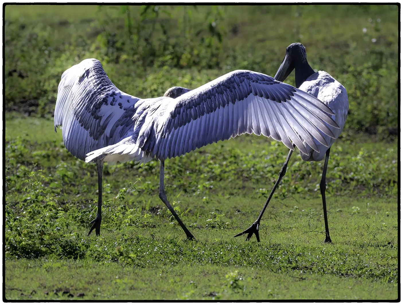 Jabiru Storks