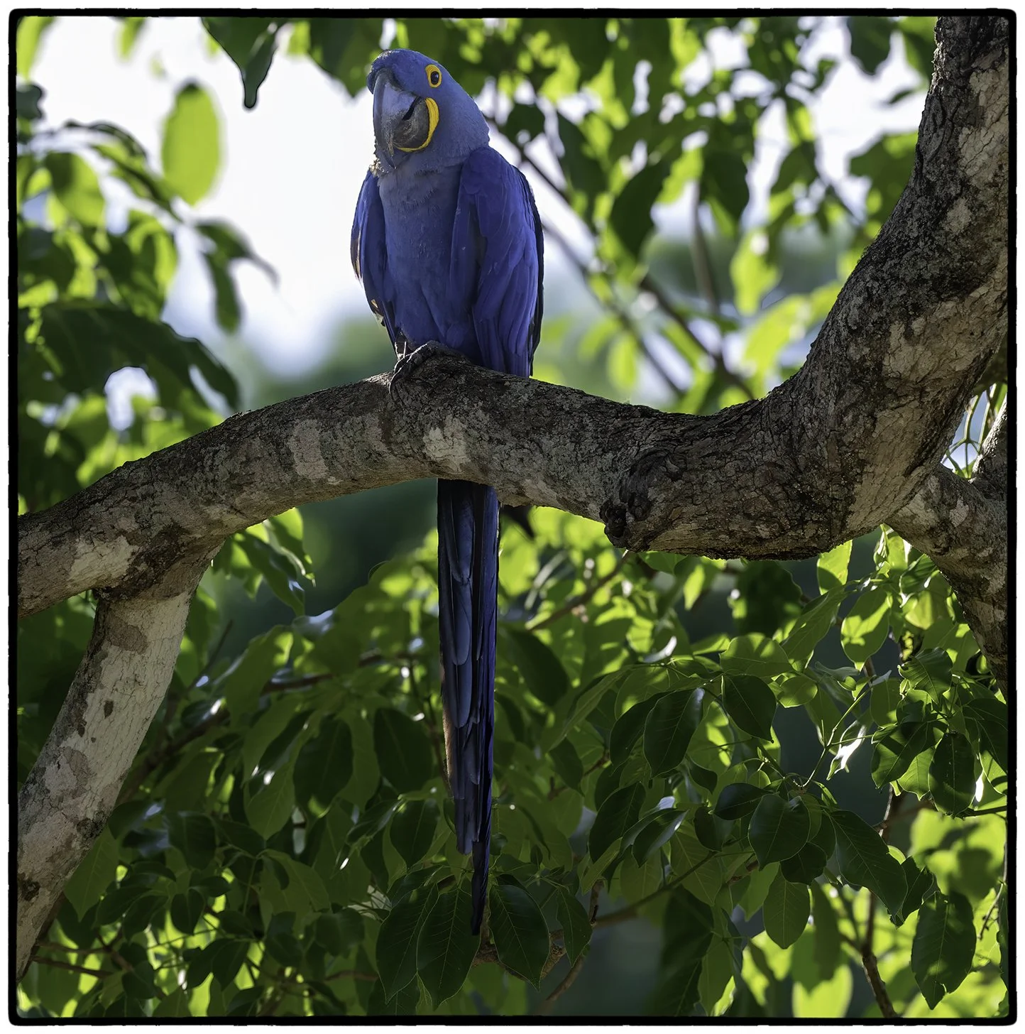 Hyacinth Macaw