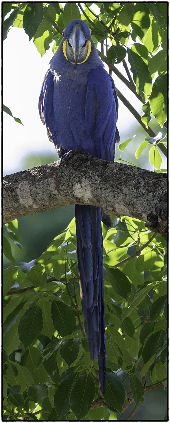 Hyacinth Macaw