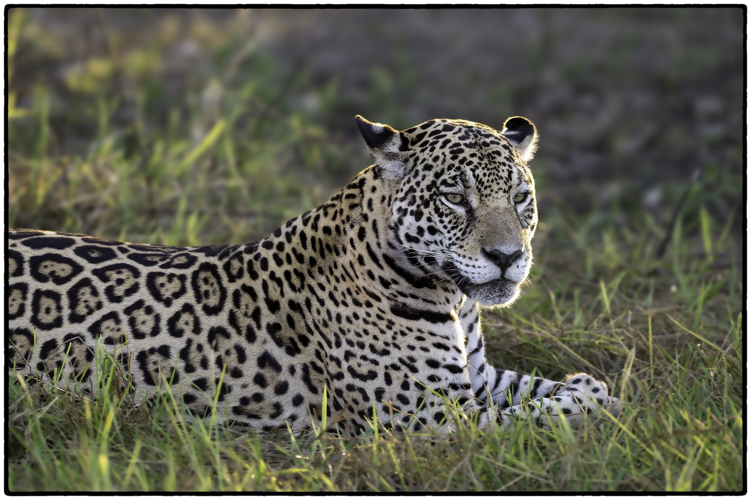 Female Jaguar