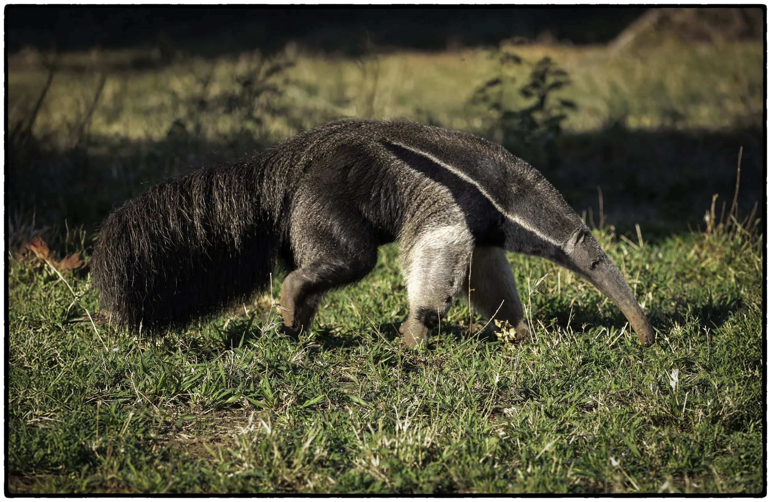 Giant Anteater