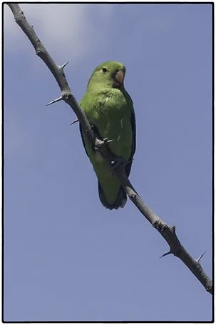 Parrot