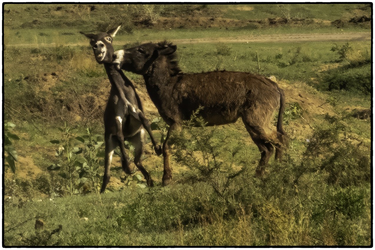 Burros making burros
