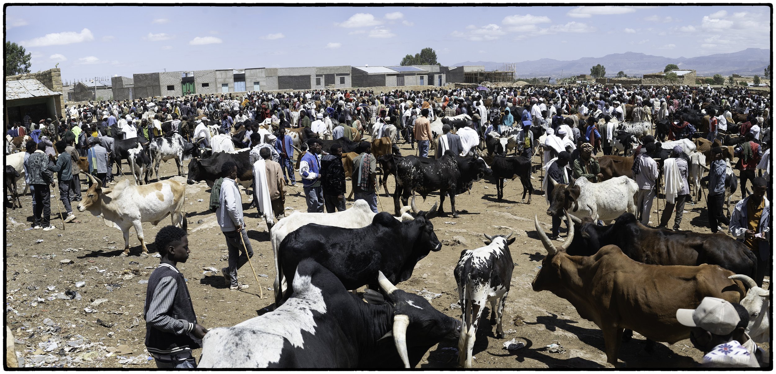 Cattle market