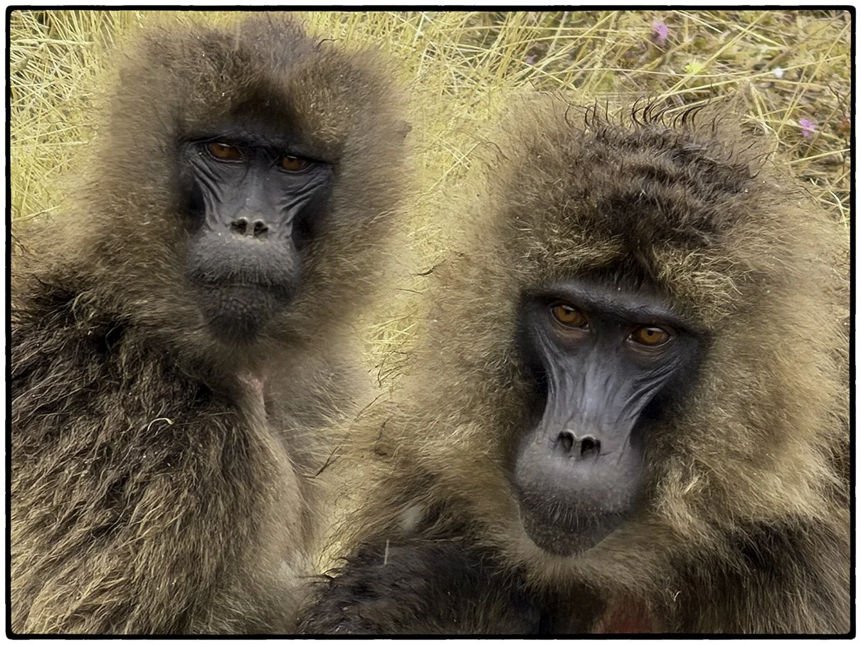 Gelada Monkeys, Semien Mountains