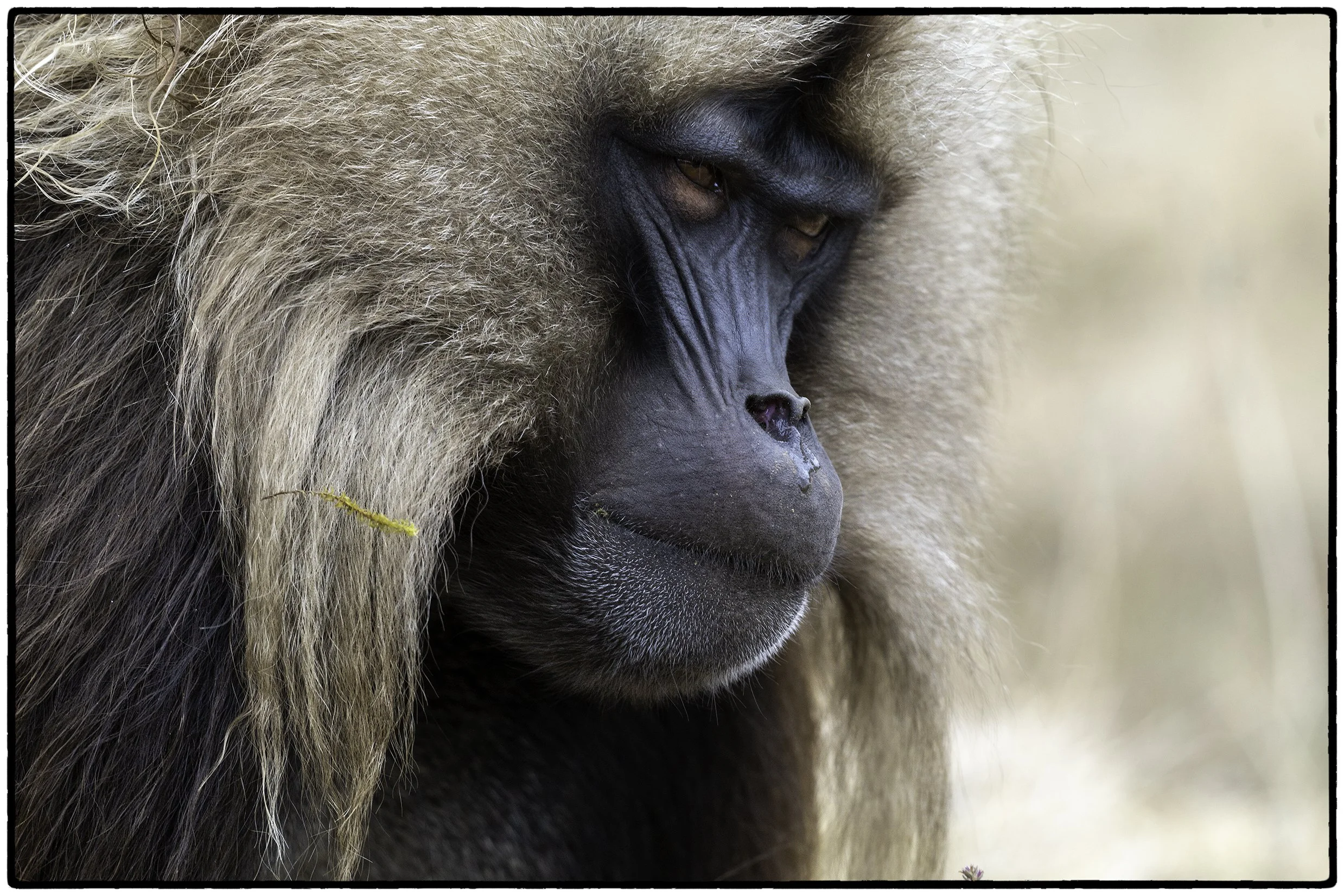 Patriarch, Gelada Monkey, Semien Mountains