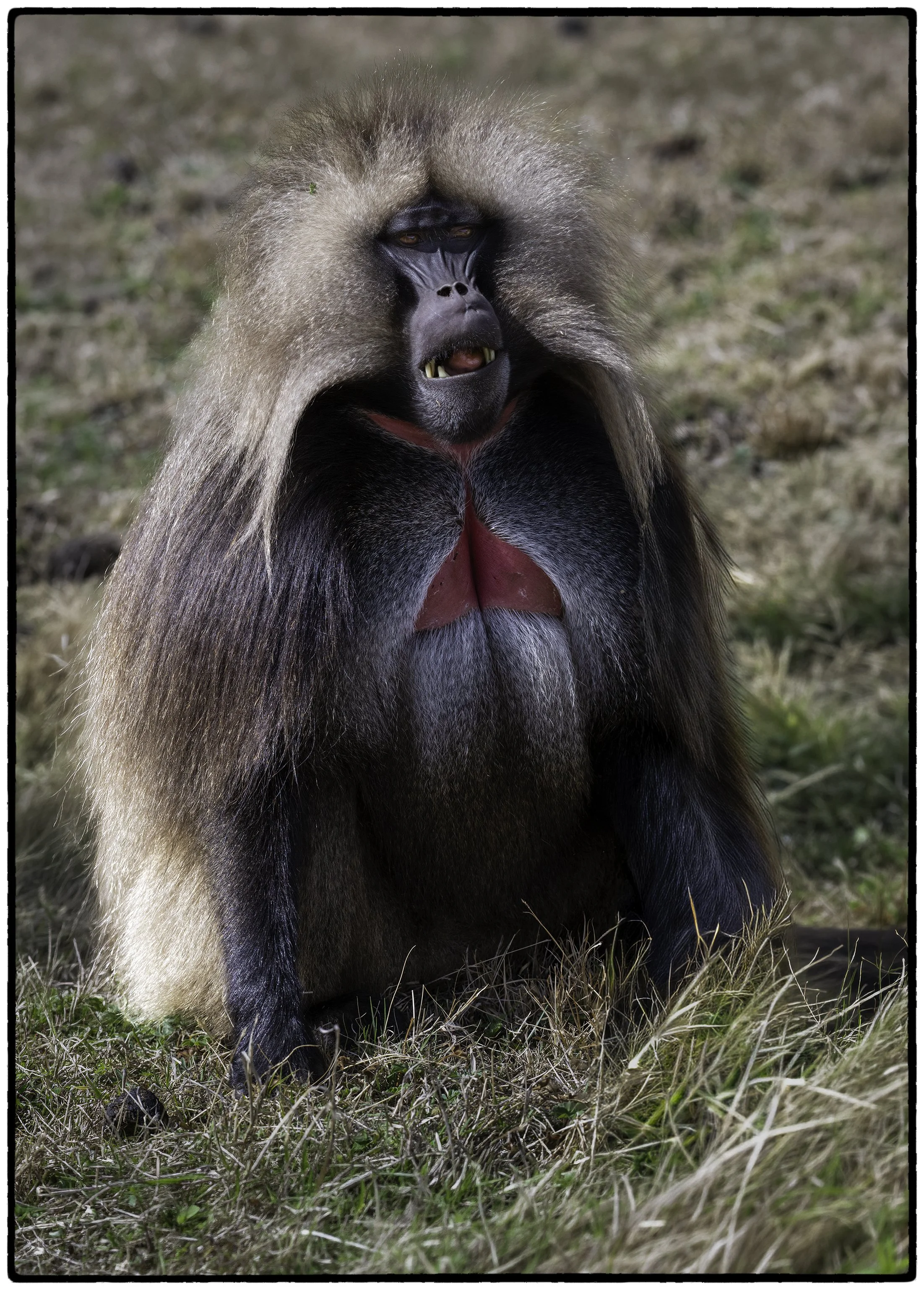 Patriarch, Gelada Monkey, Semien Mountains