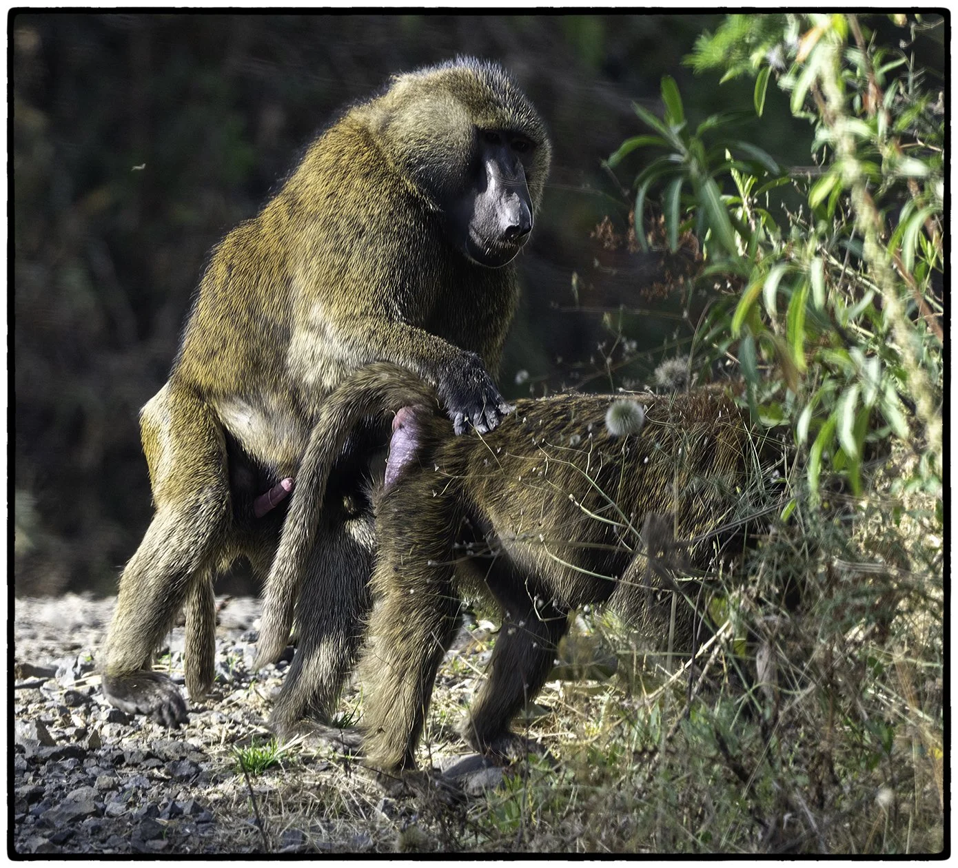 Baboons making Baboons