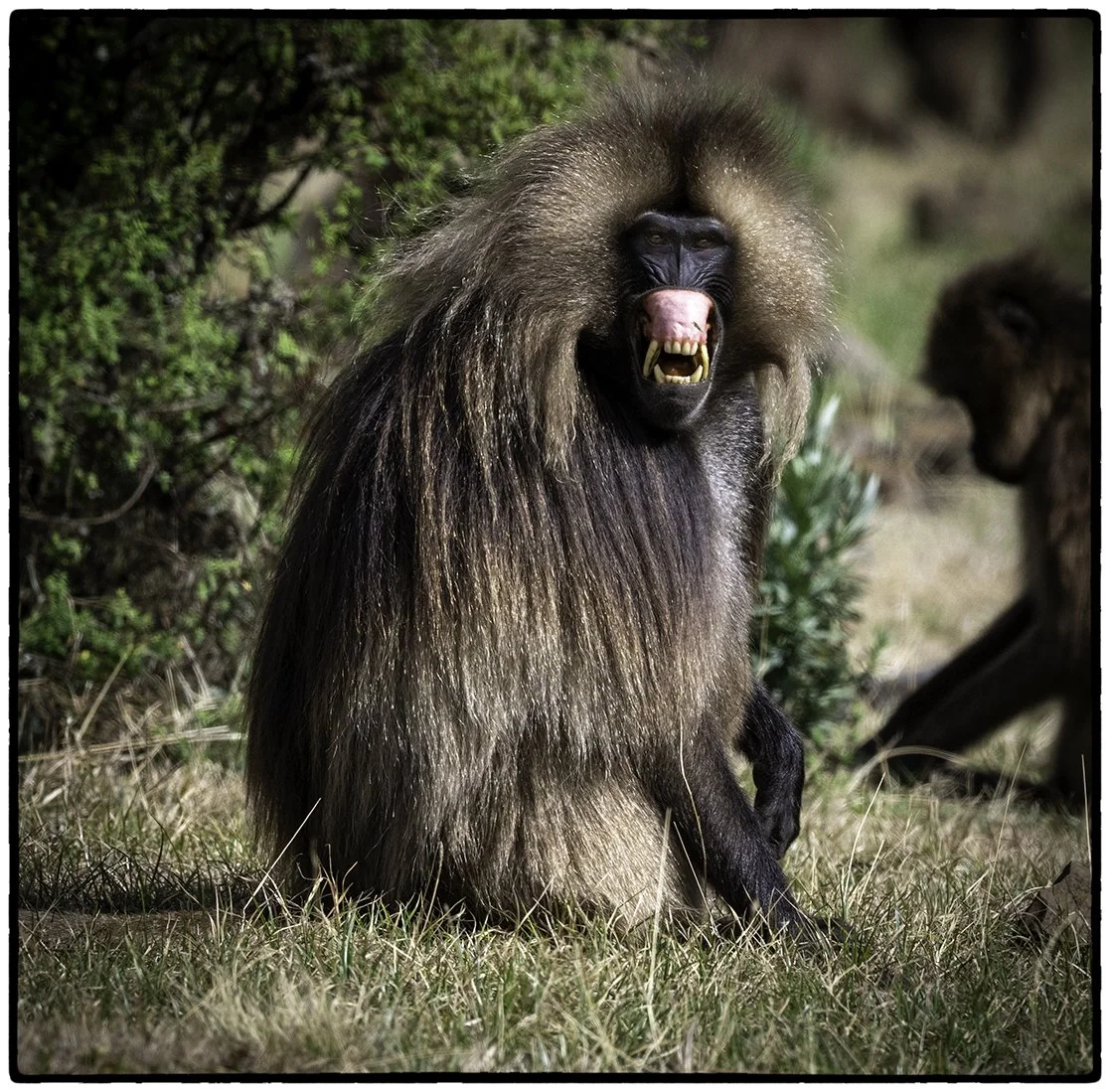 Gelada Monkey