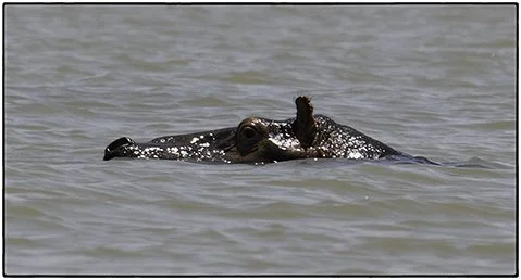 A hippo in Lake Tana