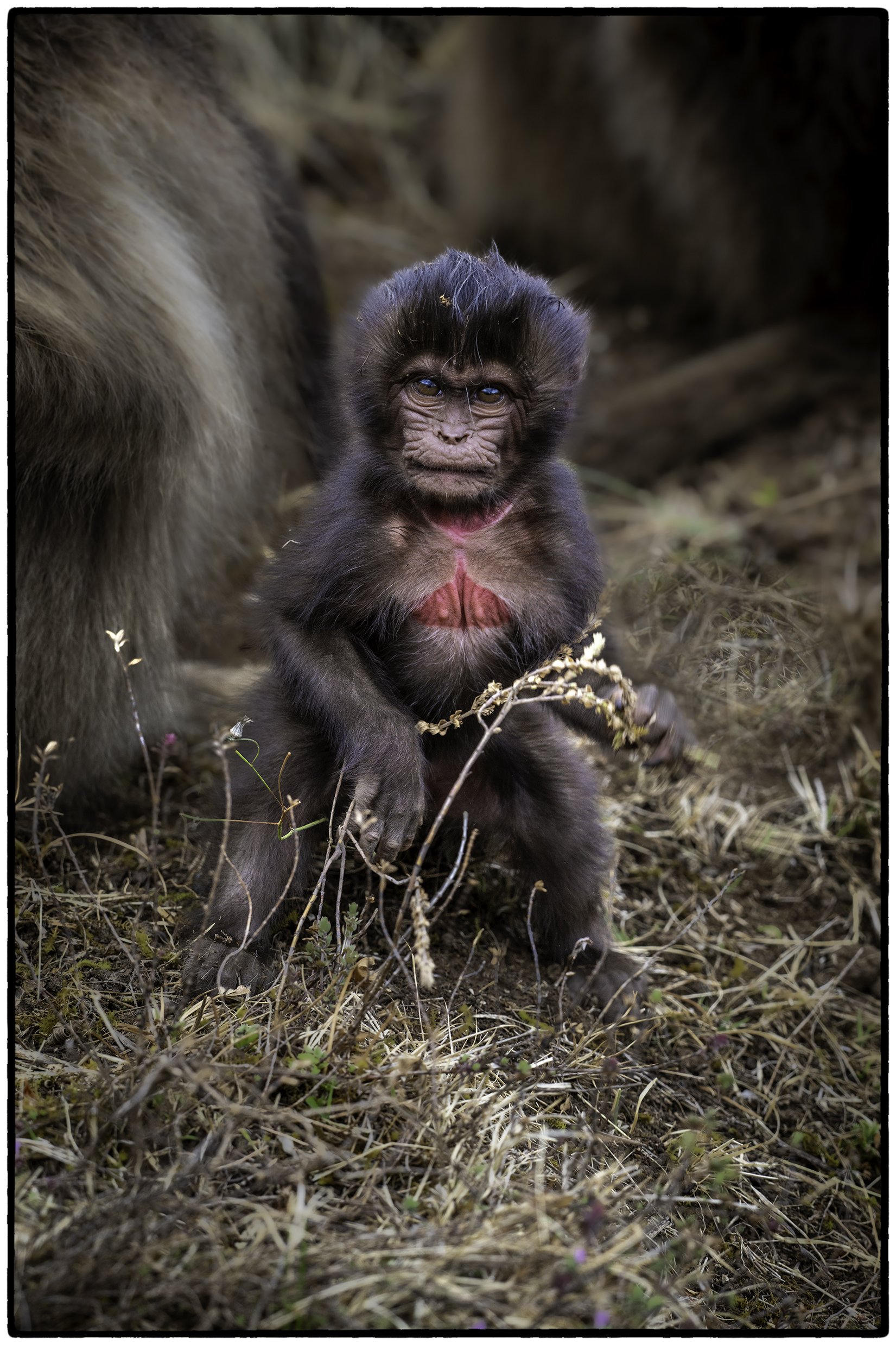 Newborn Gelada Monkey