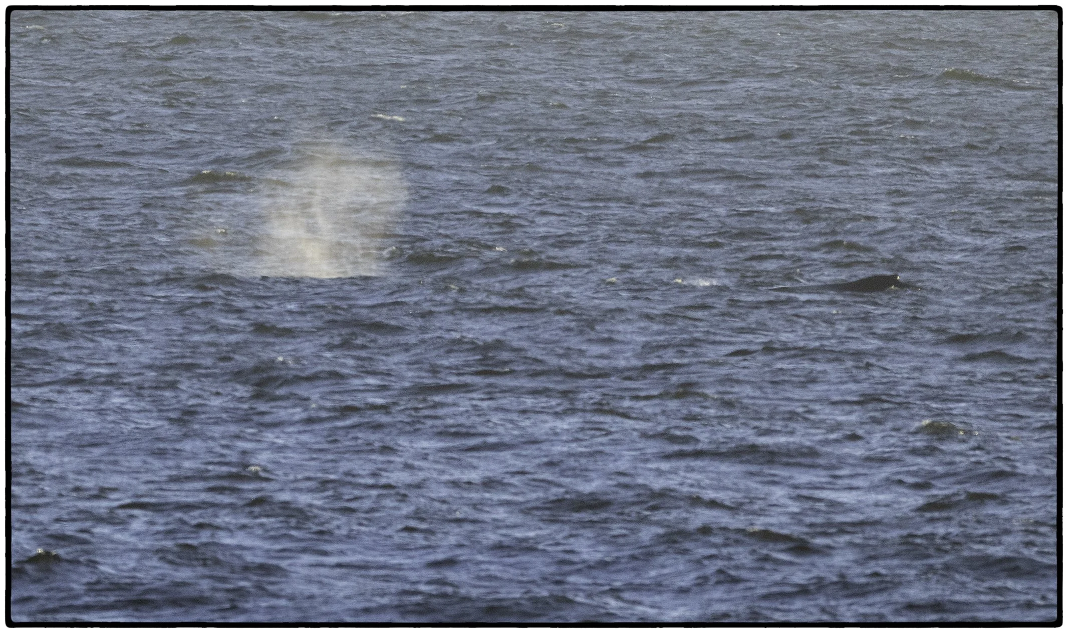Whale Breeching