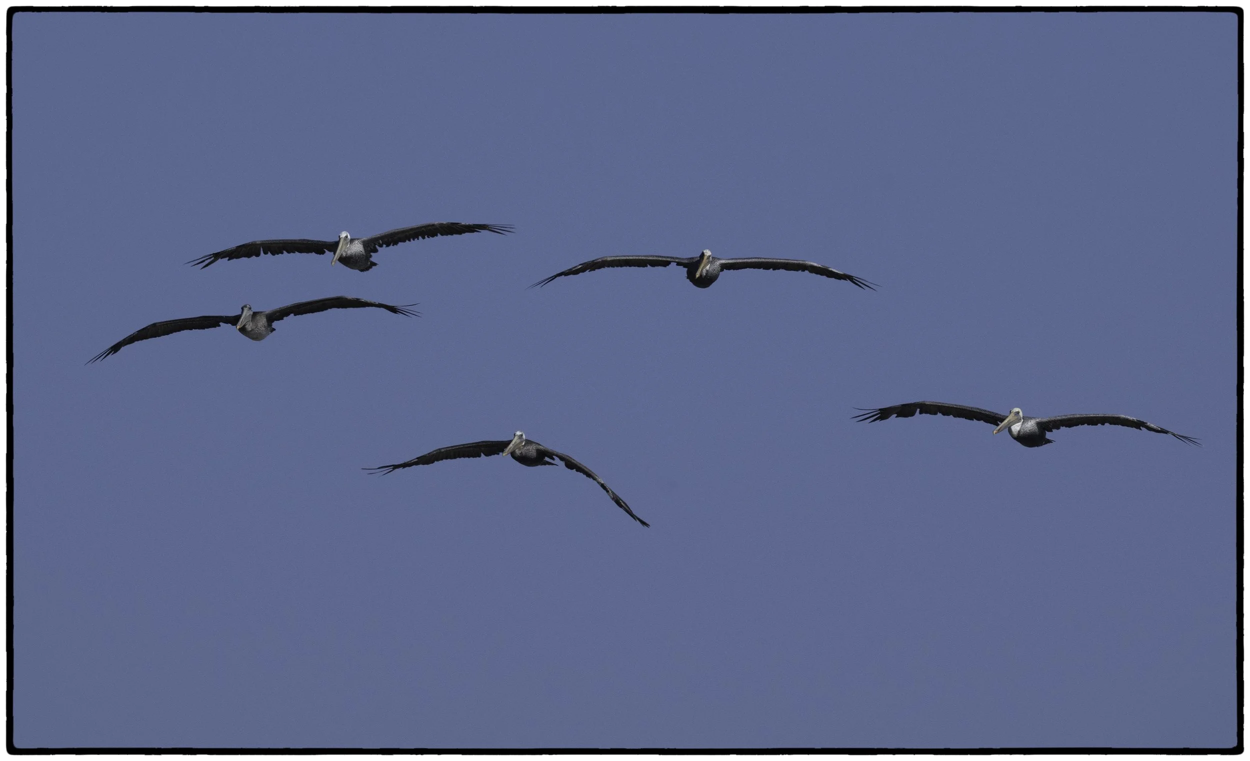 Pelicans