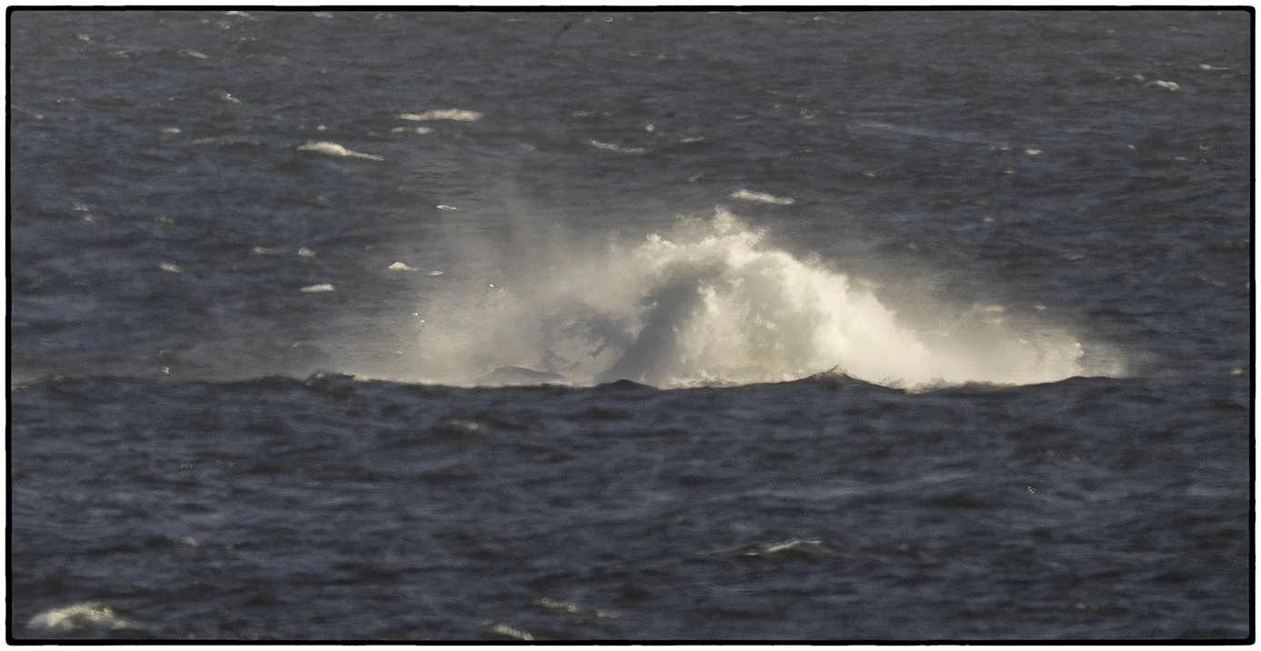 Whale's tail, breeching