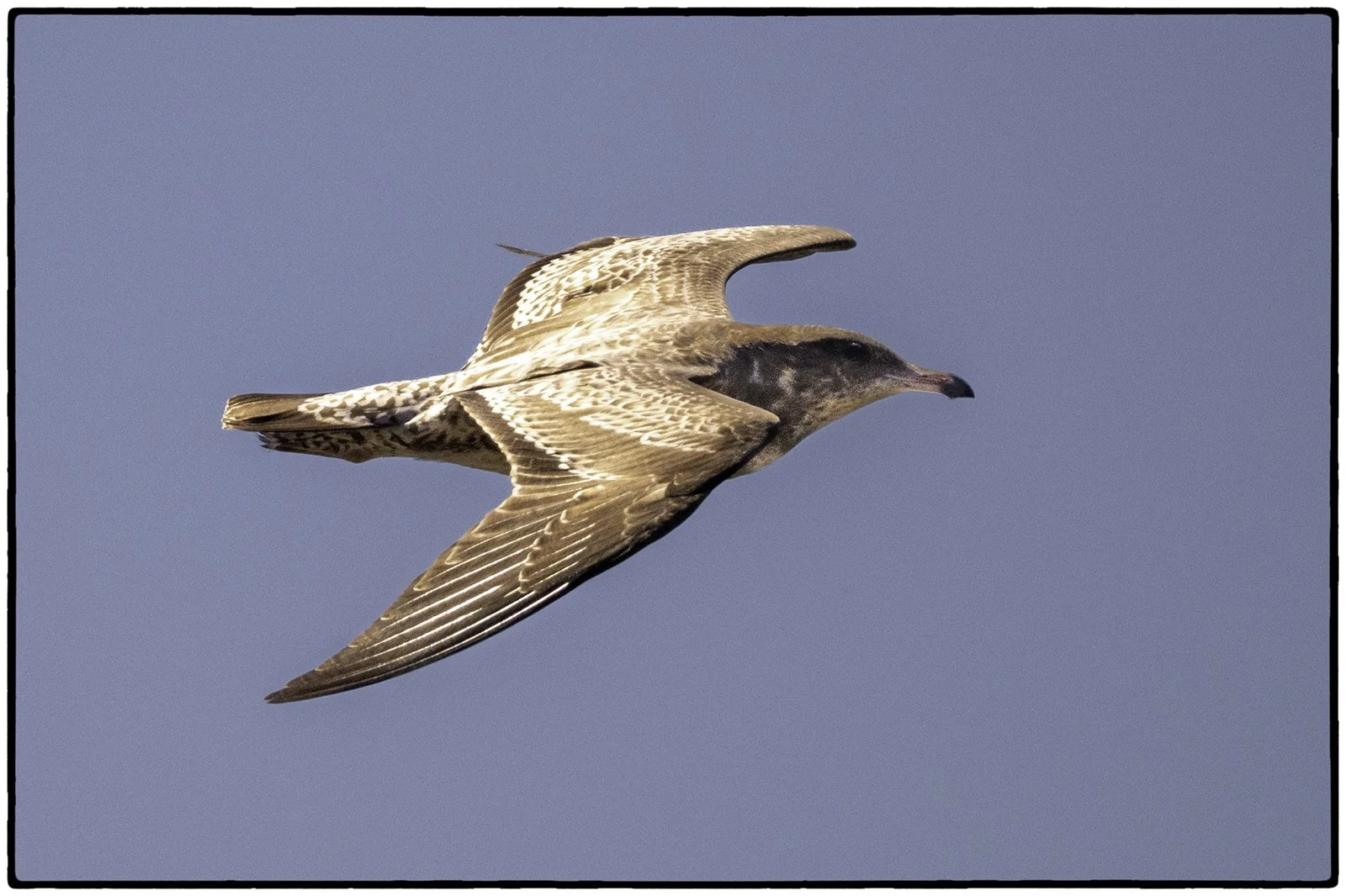 Pelicans, gulls, and...