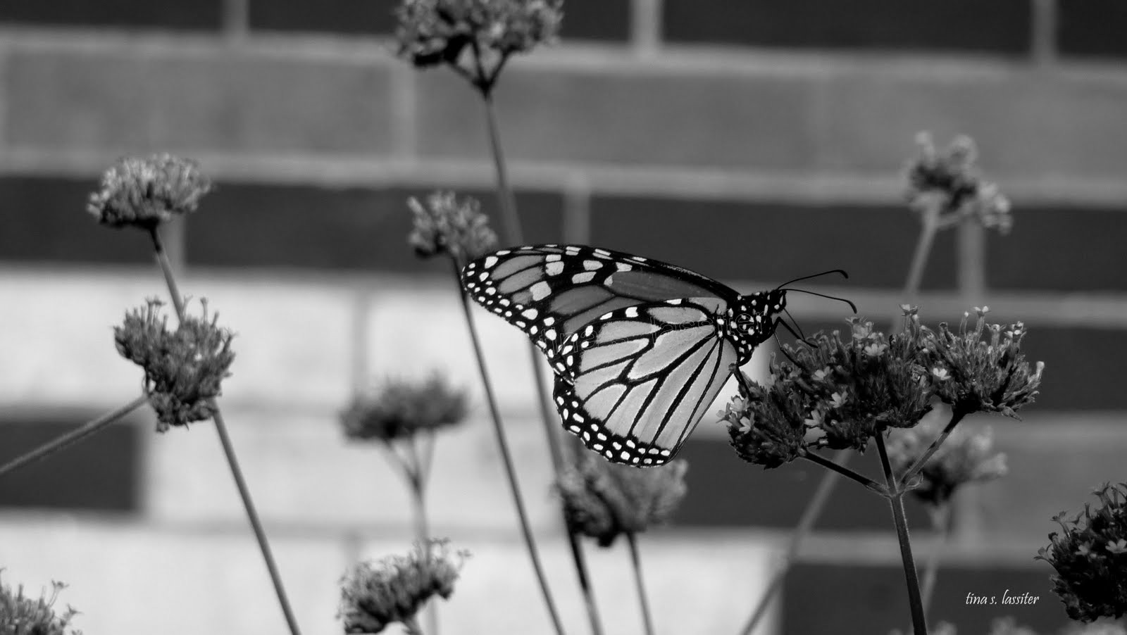 monarch b&w