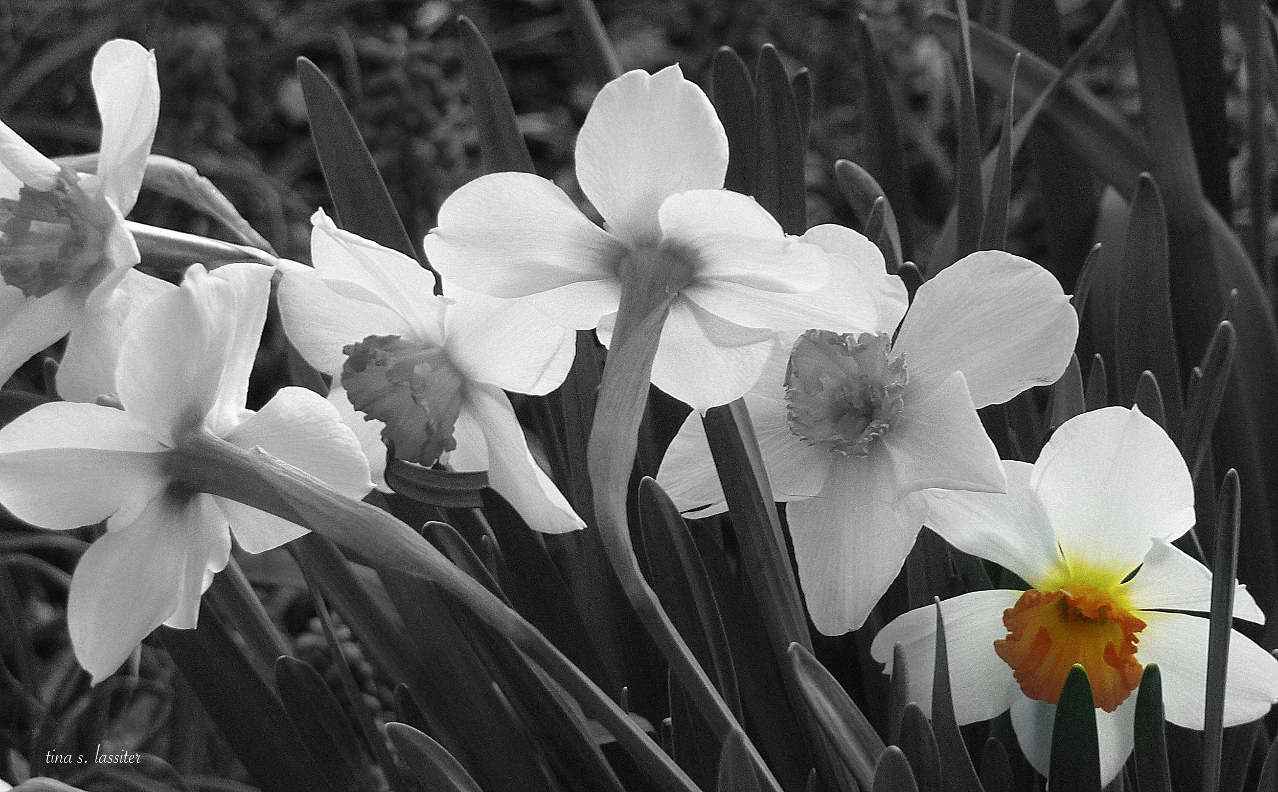 bwf0027