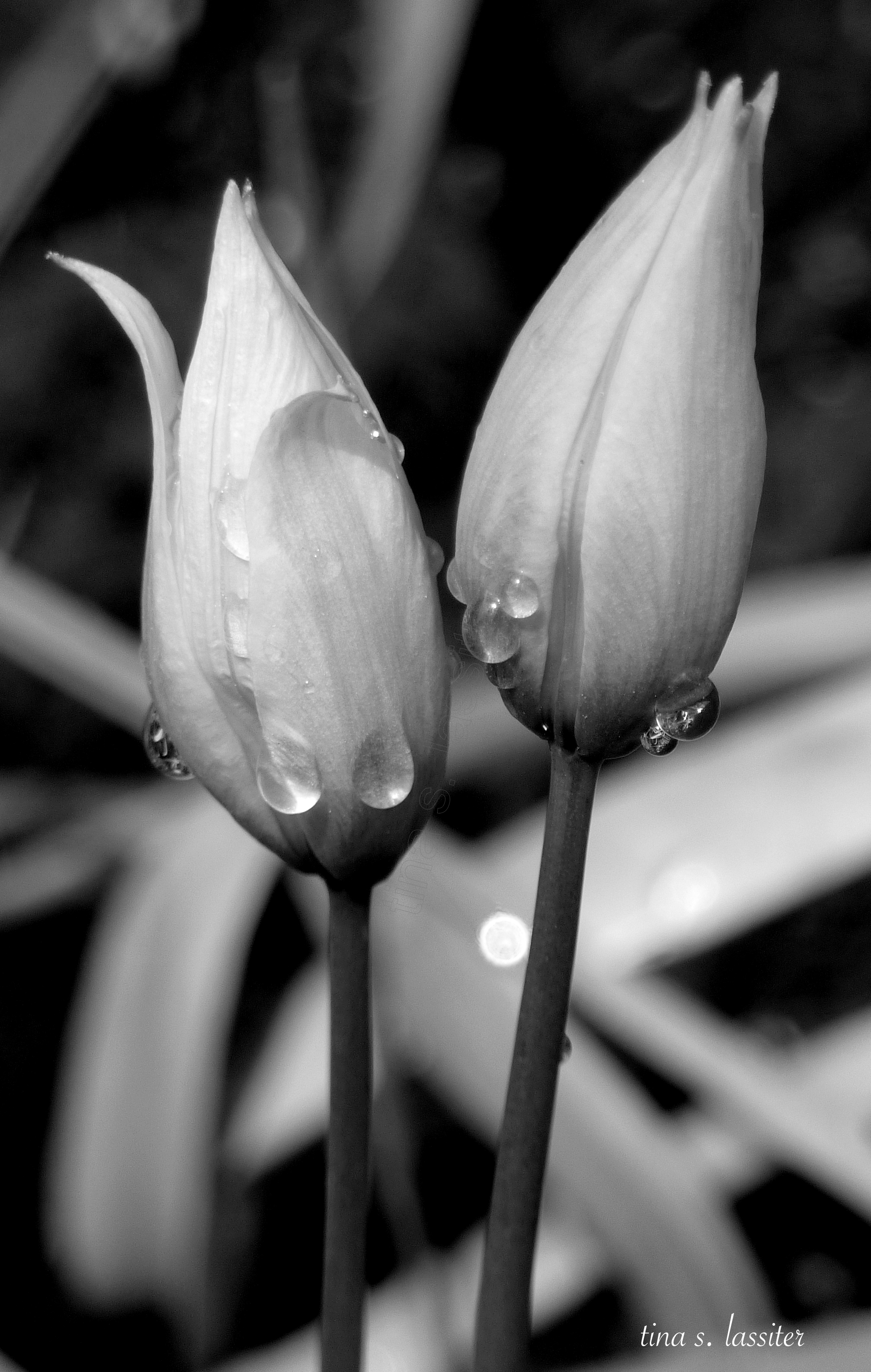 bwf0011