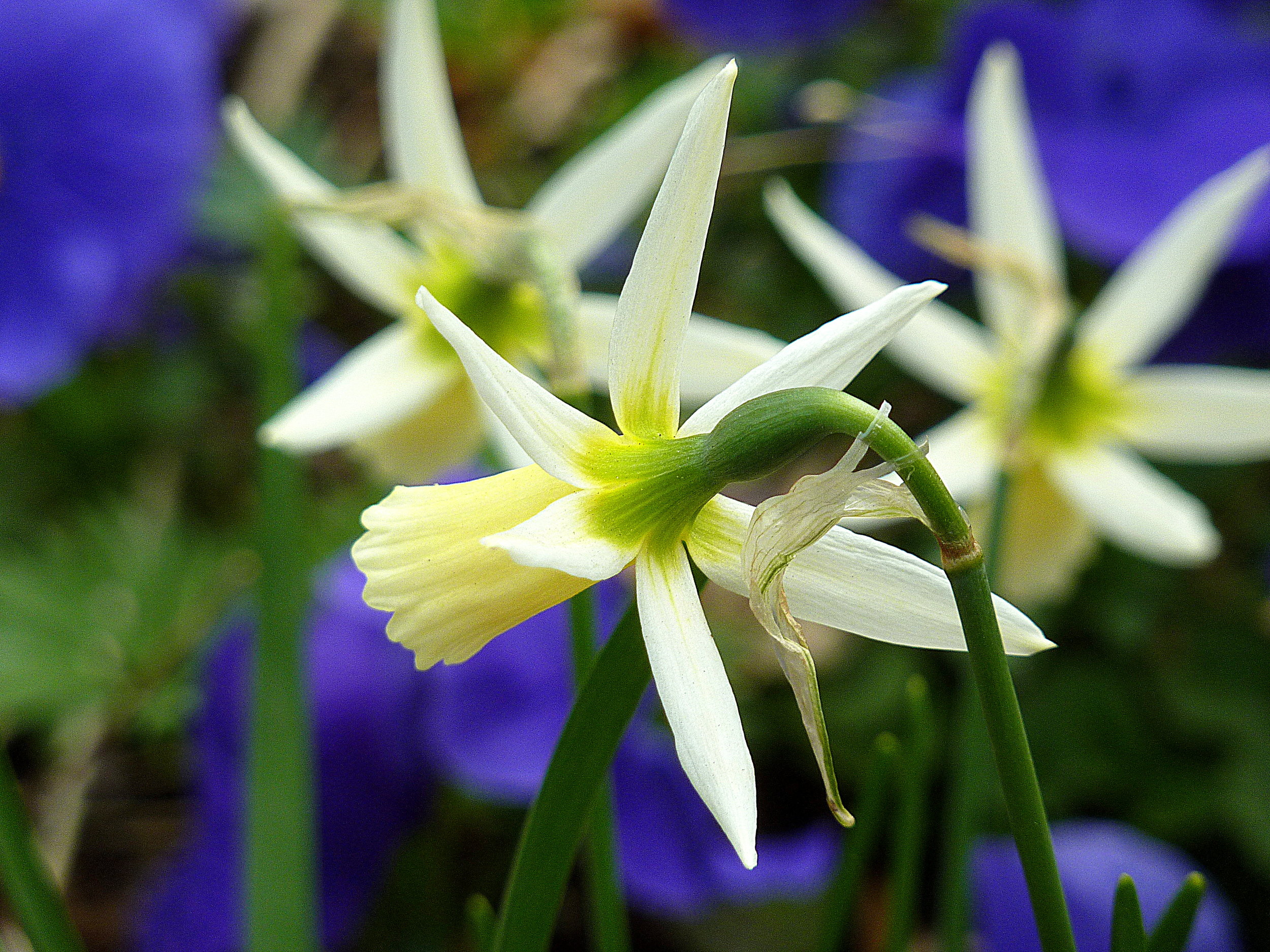 quiet daffodil