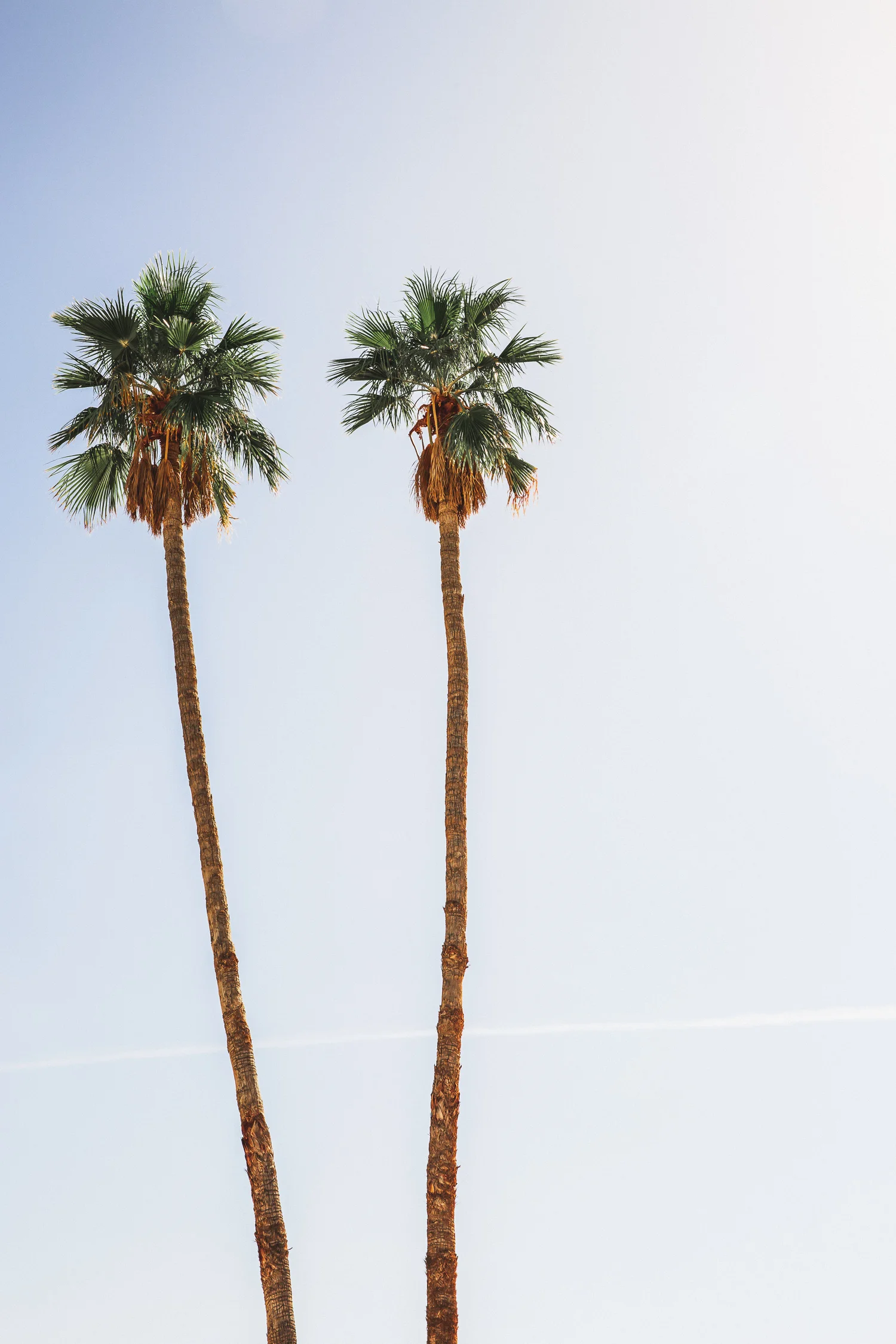 two-palm-trees.jpg
