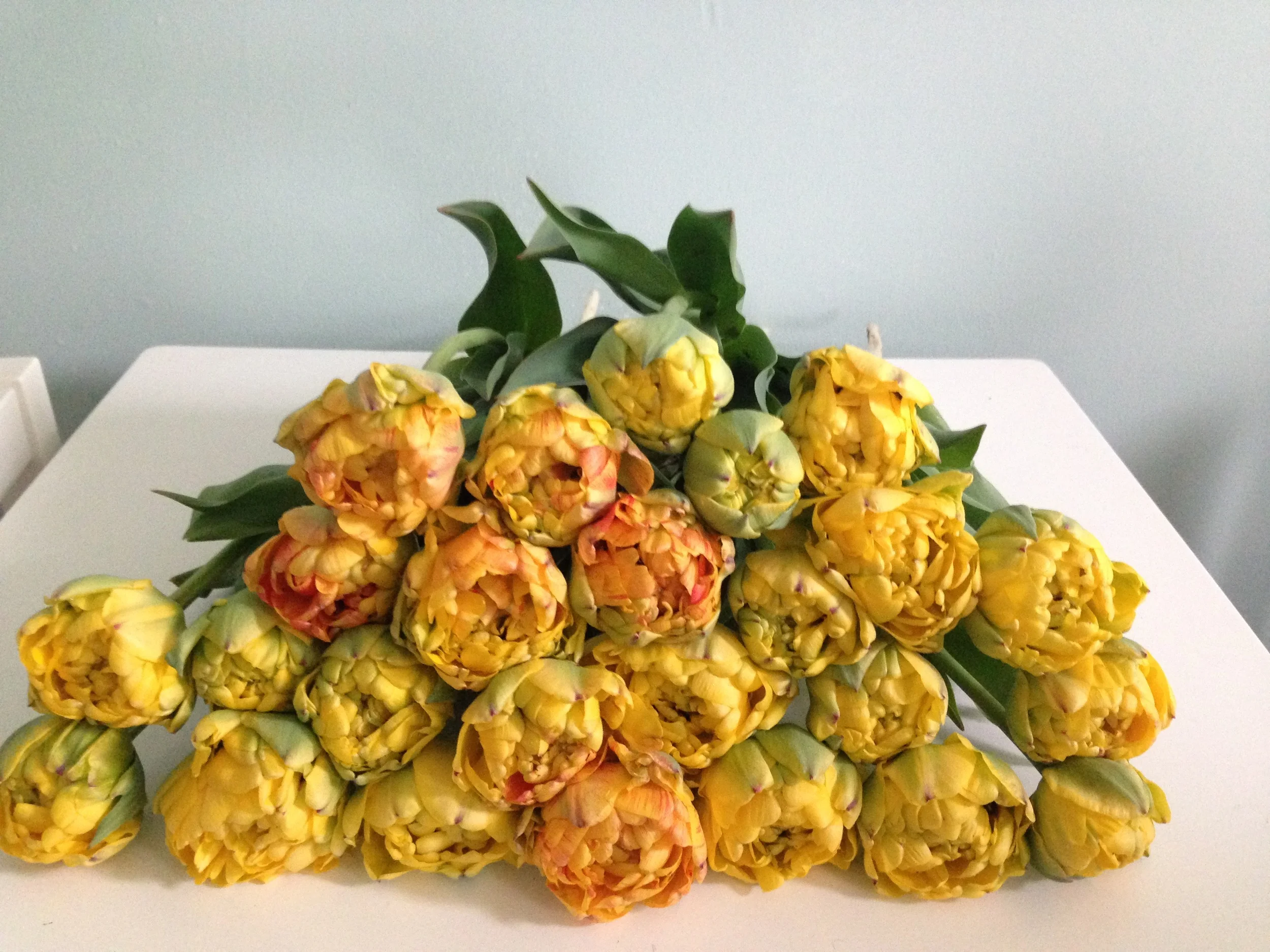 Double Yellow Tulips