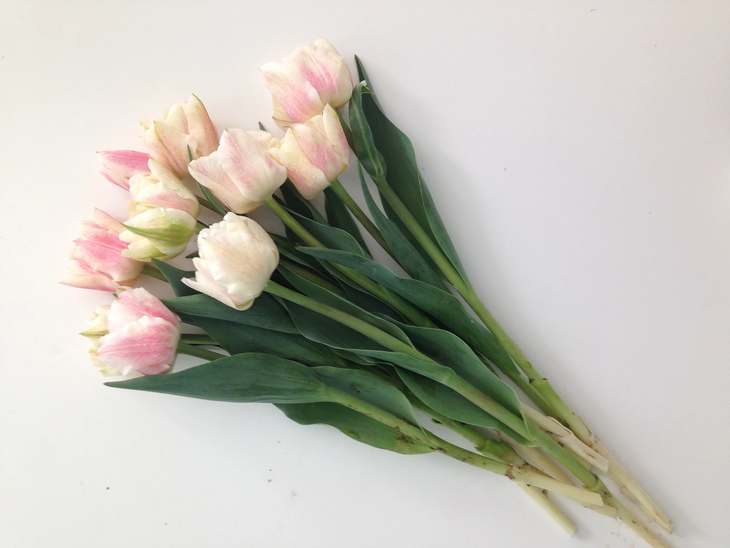 Monteux Tulip