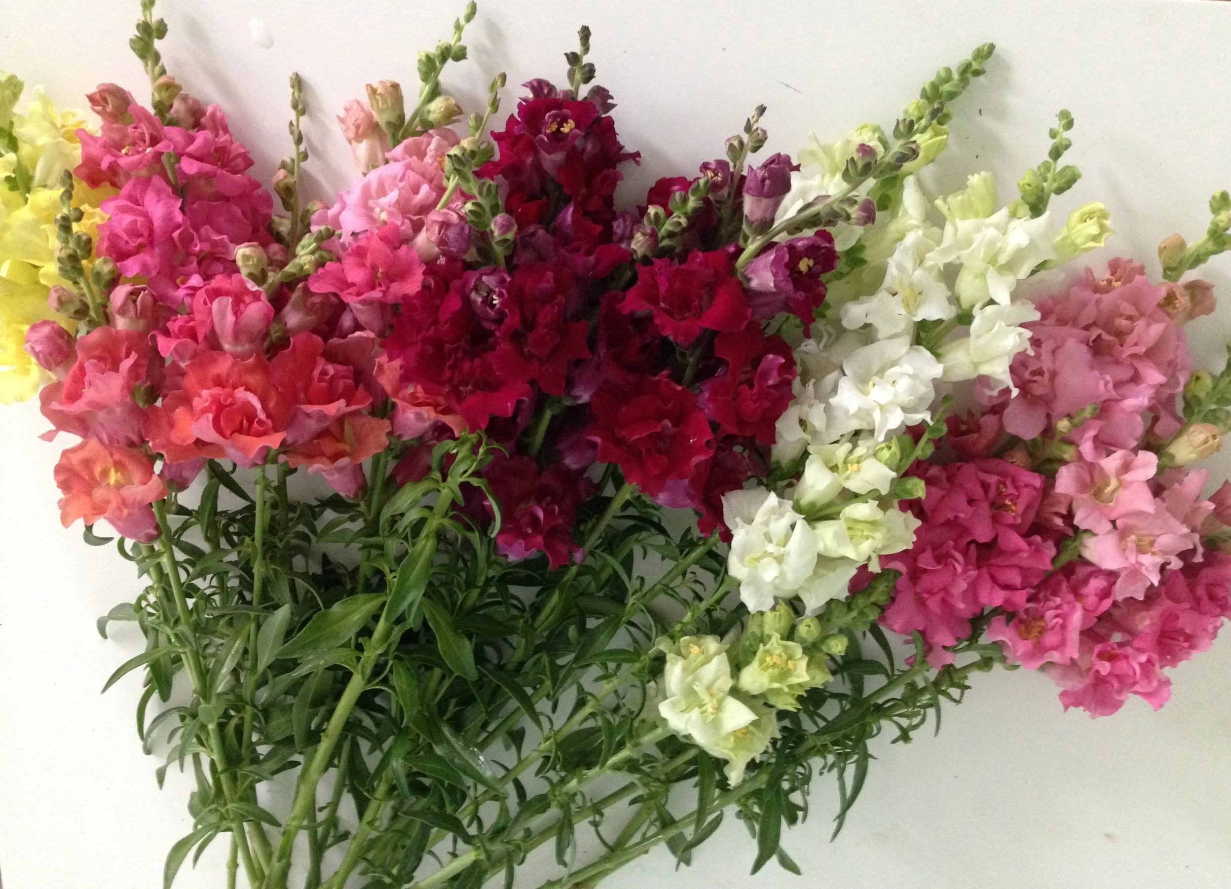 Madame Butterfly Snapdragon