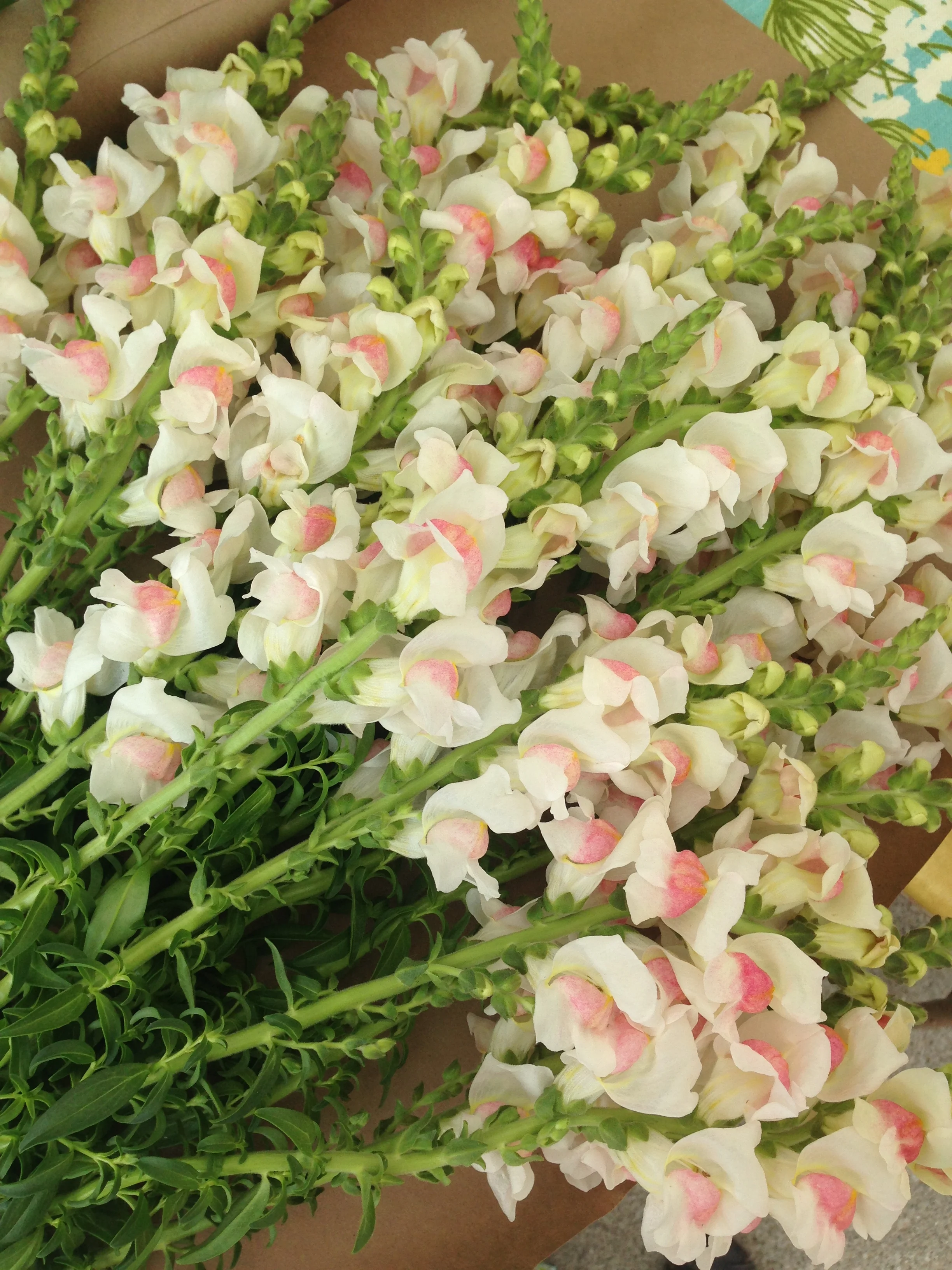 Appleblossom Snapdragons