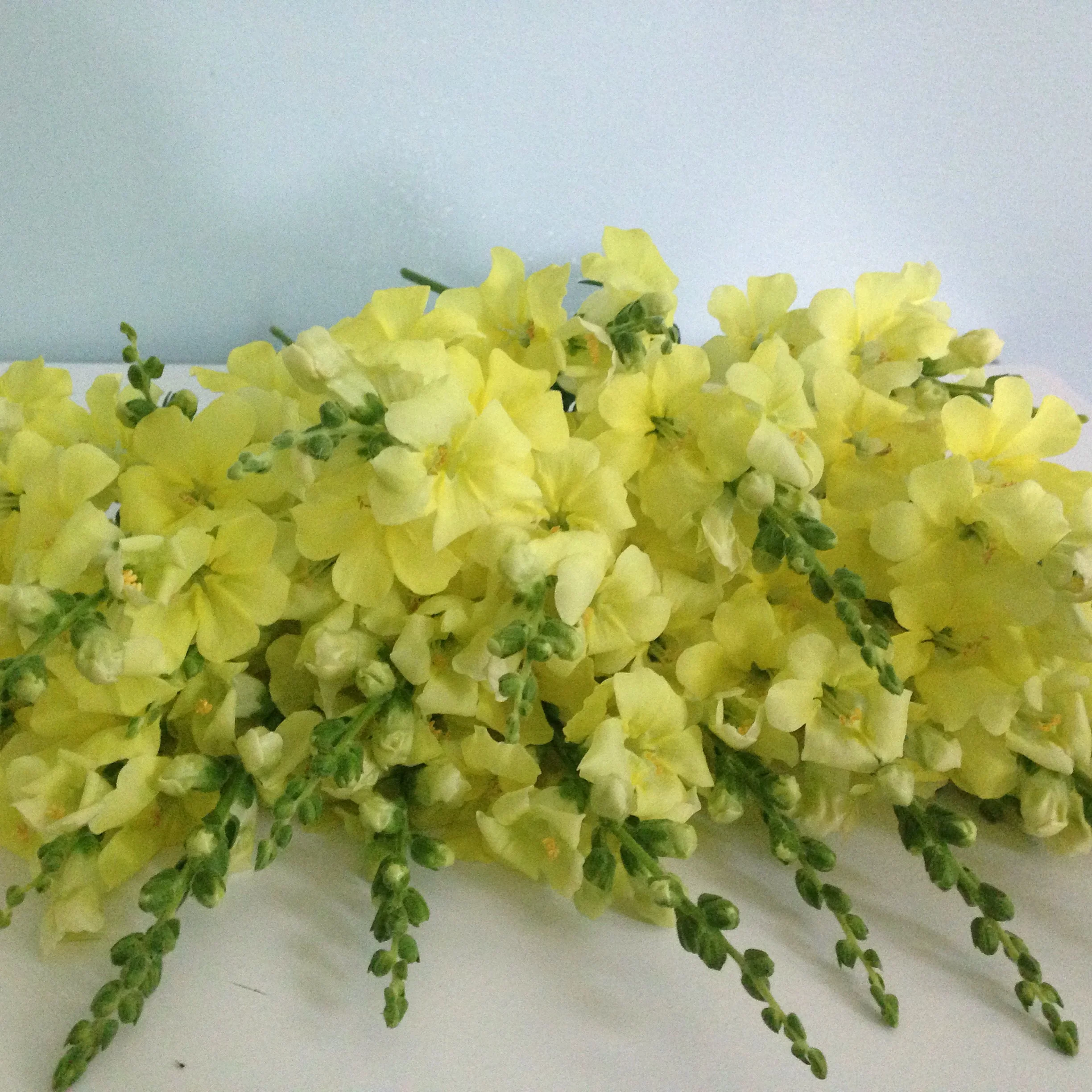 Chantilly Snapdragons