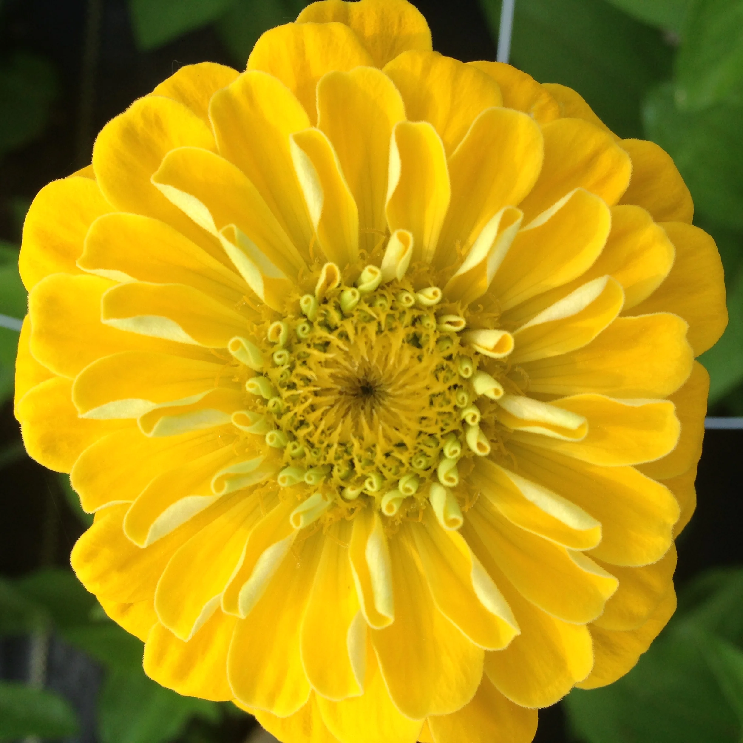 Benary's Giant Zinnia (mixed colors)