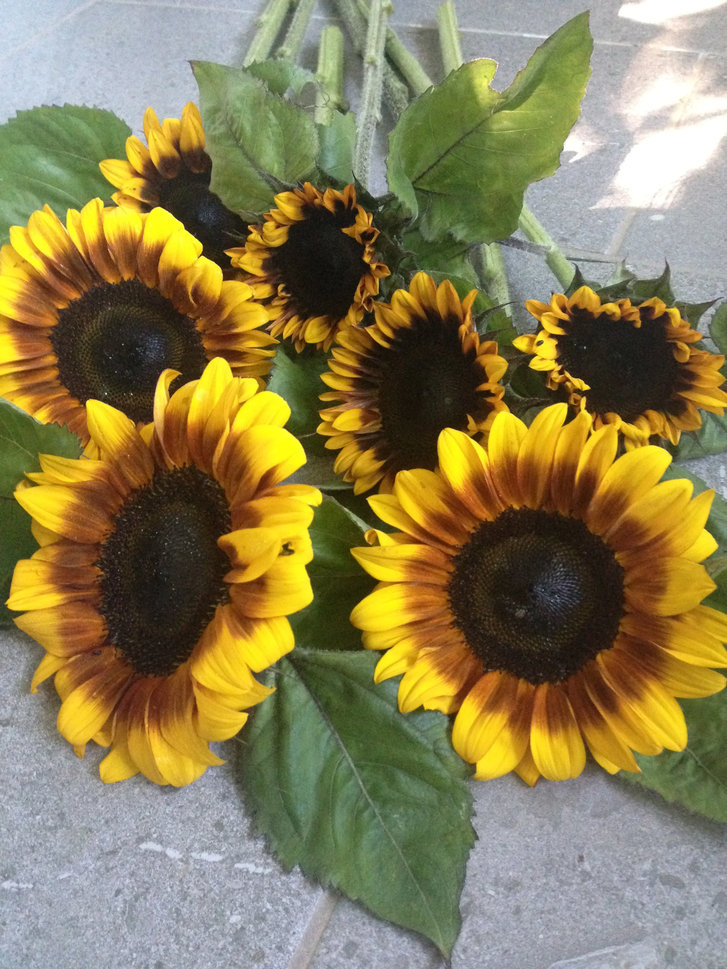 Bicolor Sunflower