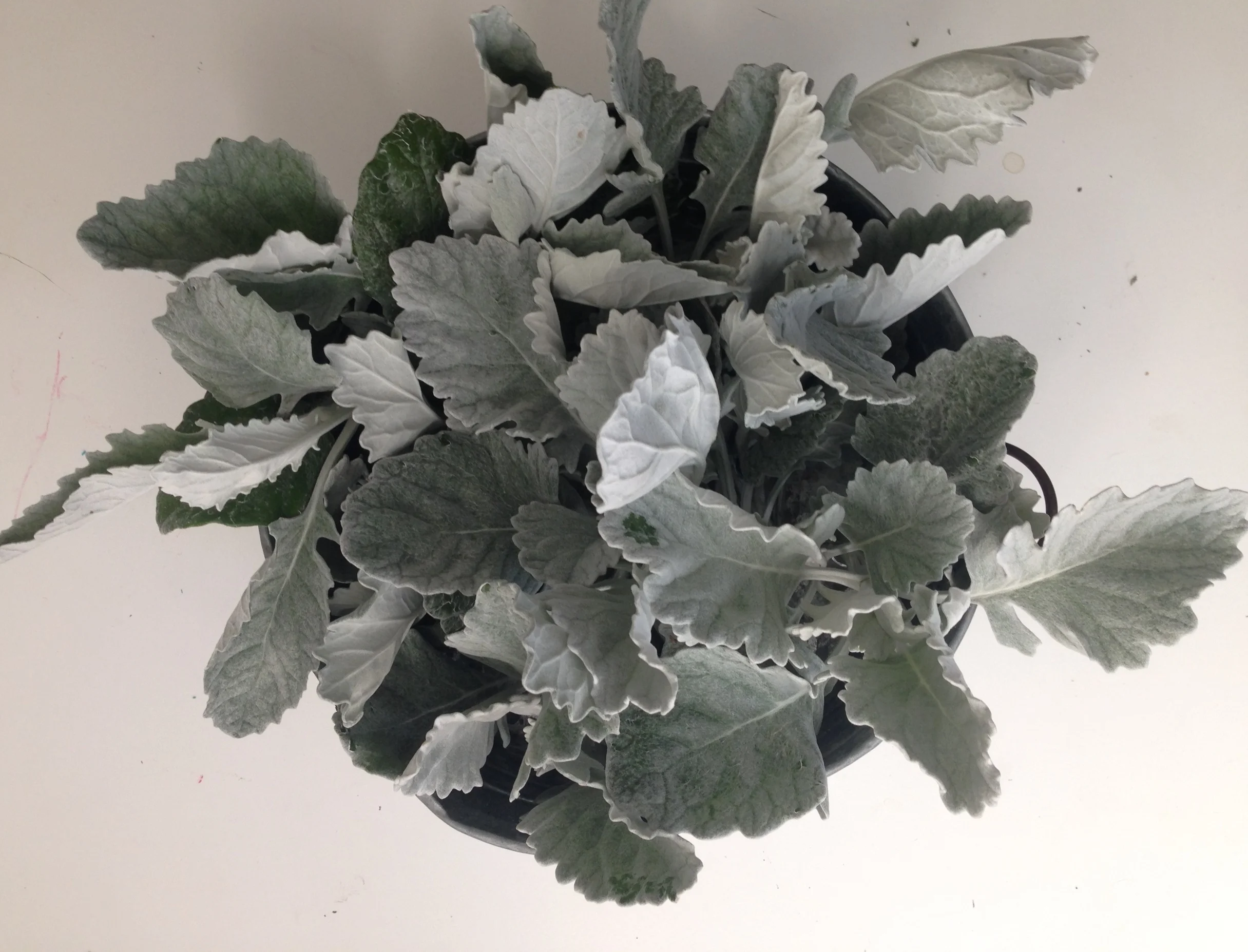 New Look Dusty Miller