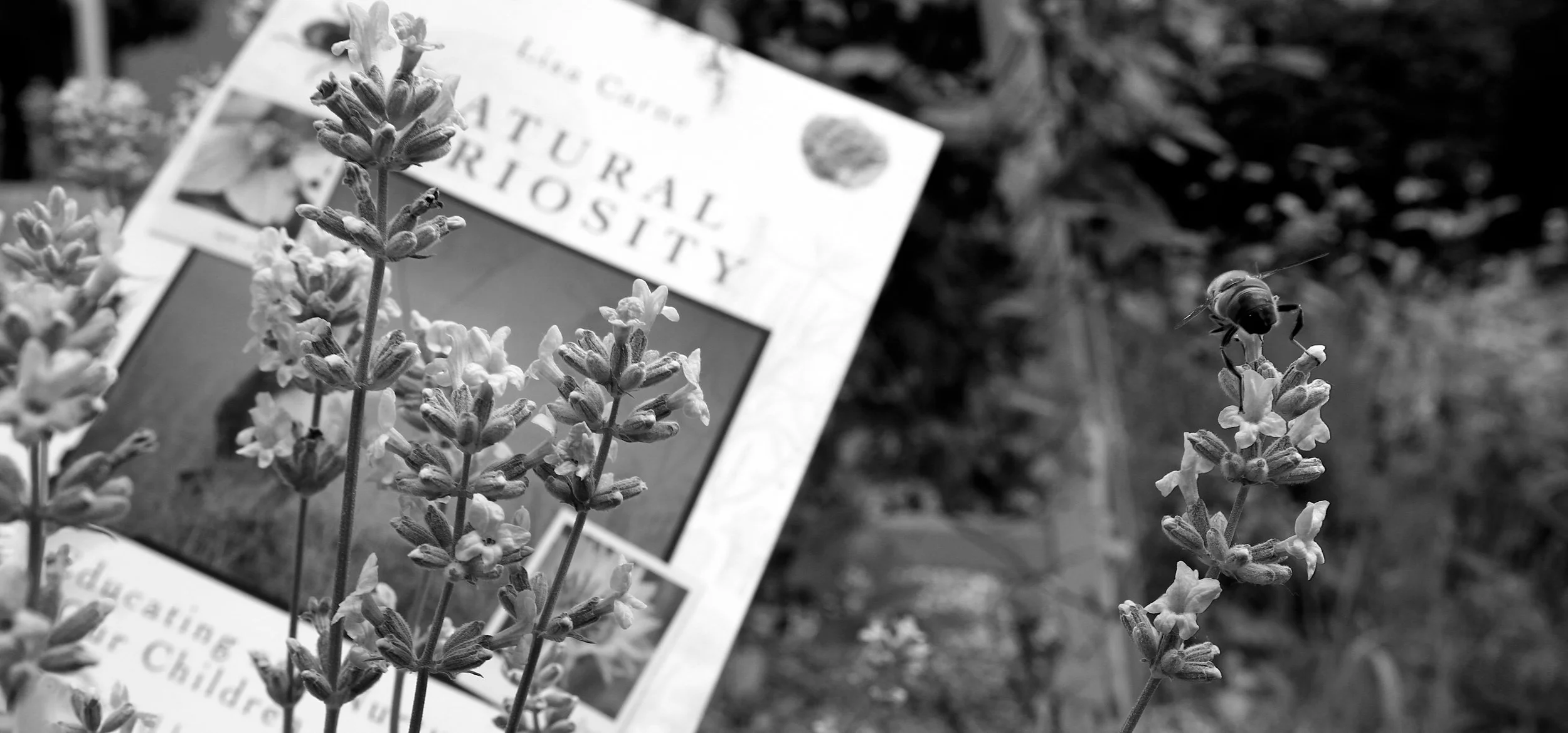 Twitter Header Book and Bee3.jpg