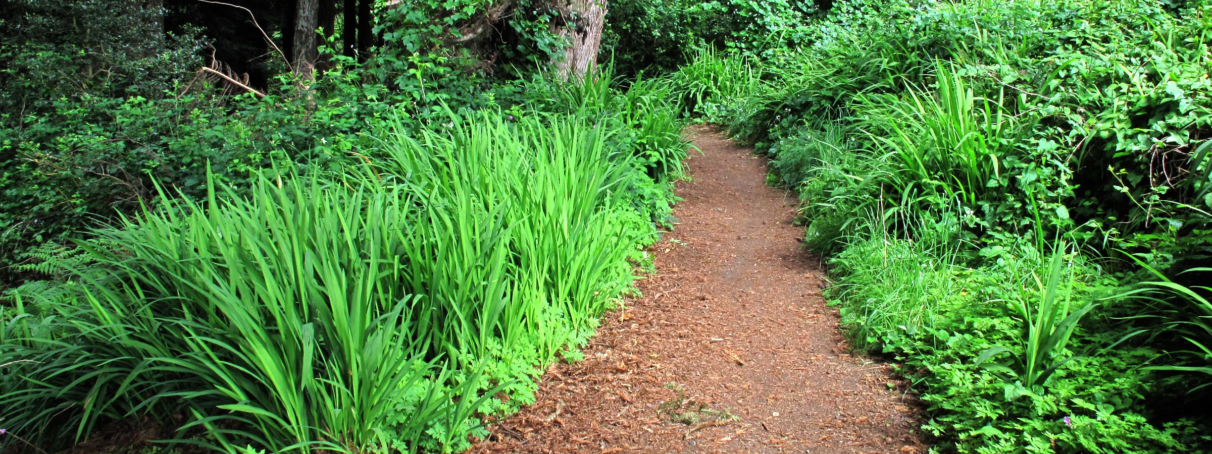 cooper-gulch-path-02.jpg