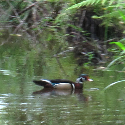 wood-ducks-in-cooper-creek.jpg